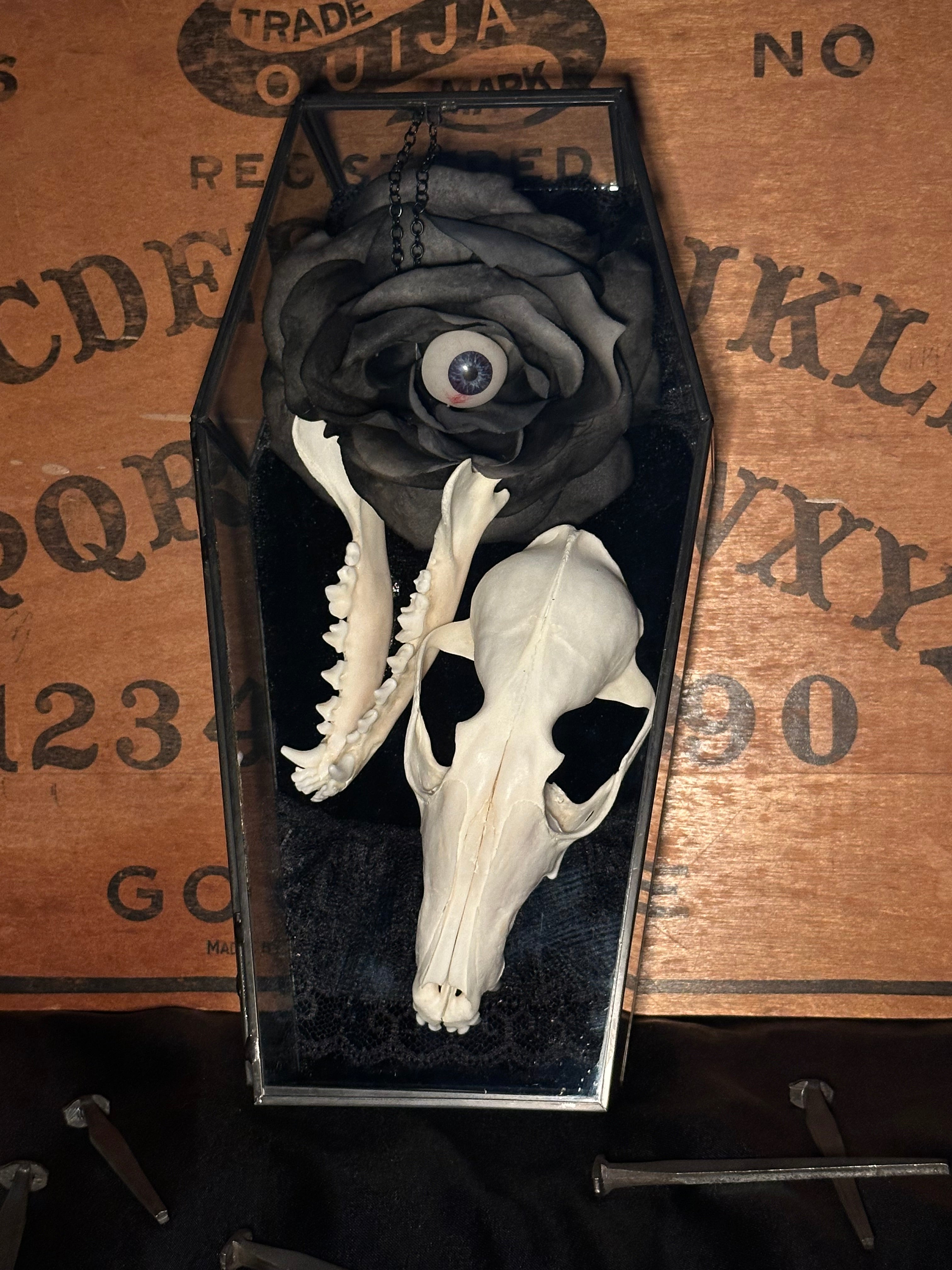 Handmade Glass Coffin Display | Raccoon Skull & Jaw | Genuine Vintage Prosthetic Blue Eye Flower