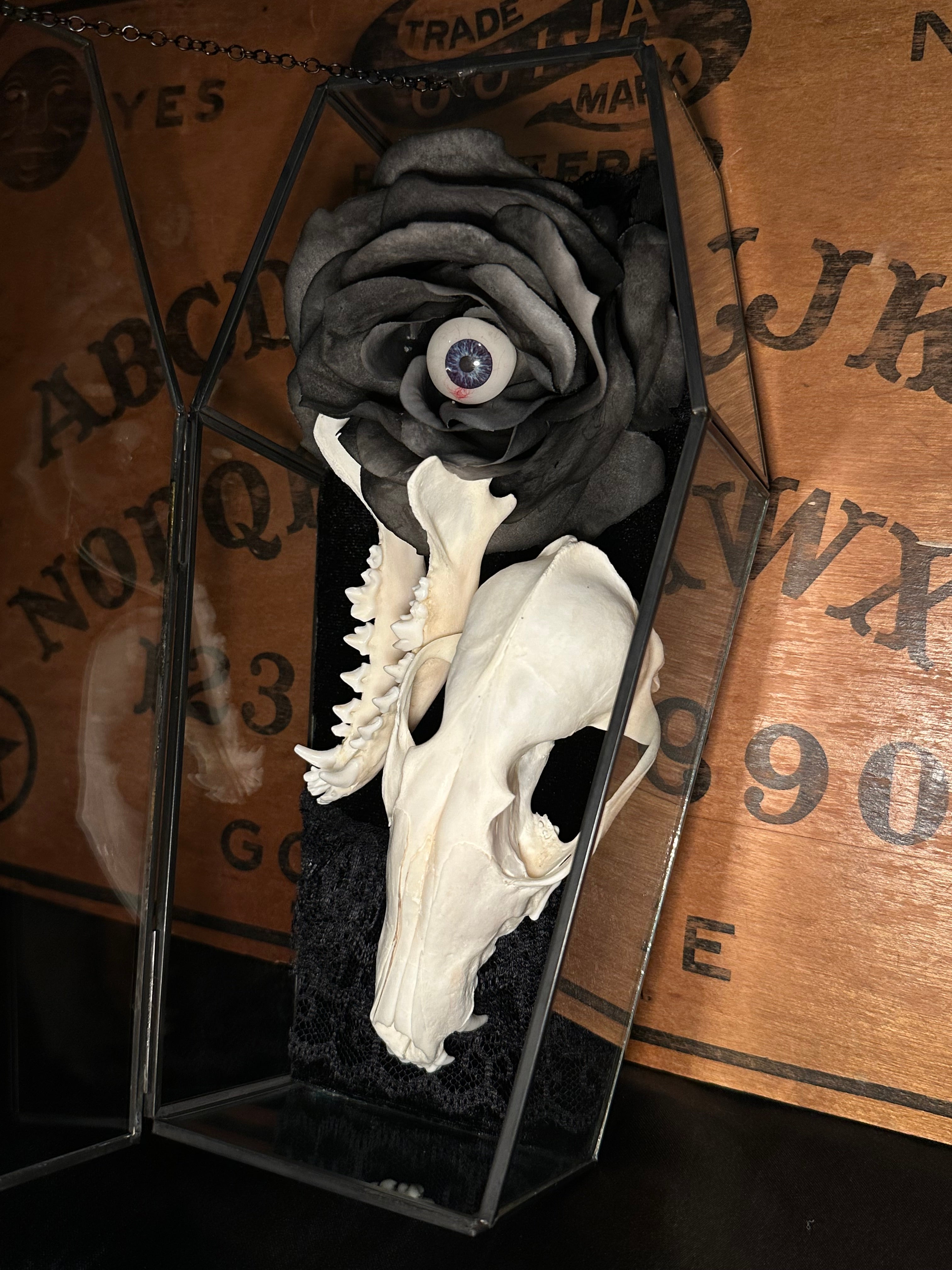 Handmade Glass Coffin Display | Raccoon Skull & Jaw | Genuine Vintage Prosthetic Blue Eye Flower