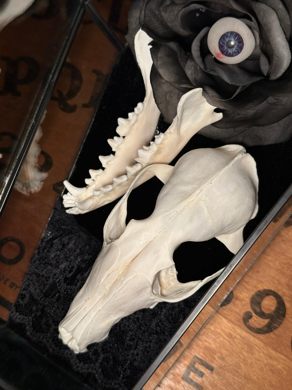 Handmade Glass Coffin Display | Raccoon Skull & Jaw | Genuine Vintage Prosthetic Blue Eye Flower