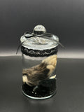 Real Kitten Paw Wet Specimen | Handmade Mourning Display | Gothic Oddity Art