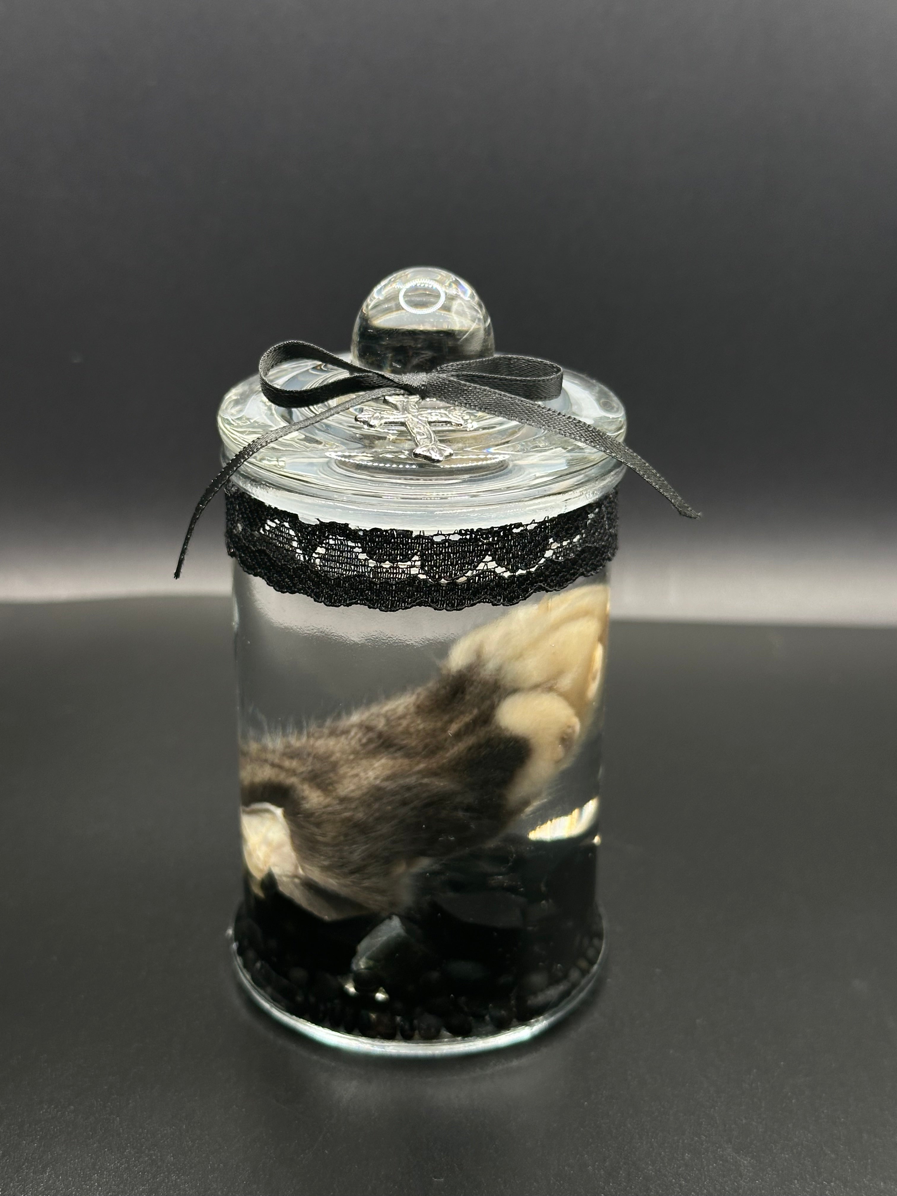 Real Kitten Paw Wet Specimen | Handmade Mourning Display | Gothic Oddity Art