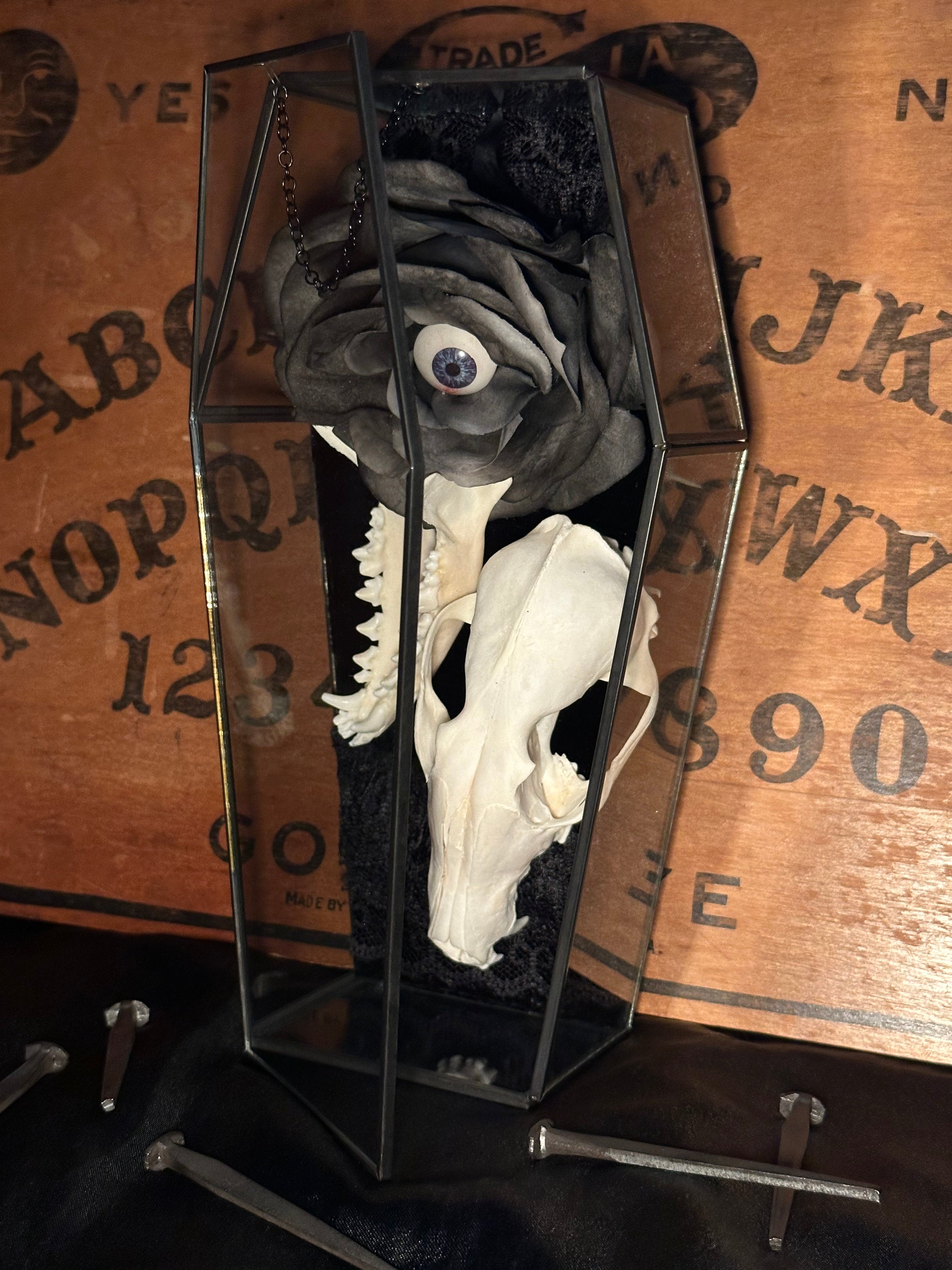 Handmade Glass Coffin Display | Raccoon Skull & Jaw | Genuine Vintage Prosthetic Blue Eye Flower