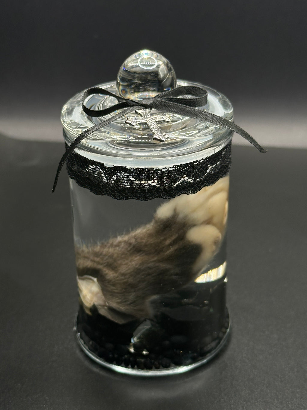Real Kitten Paw Wet Specimen | Handmade Mourning Display | Gothic Oddity Art