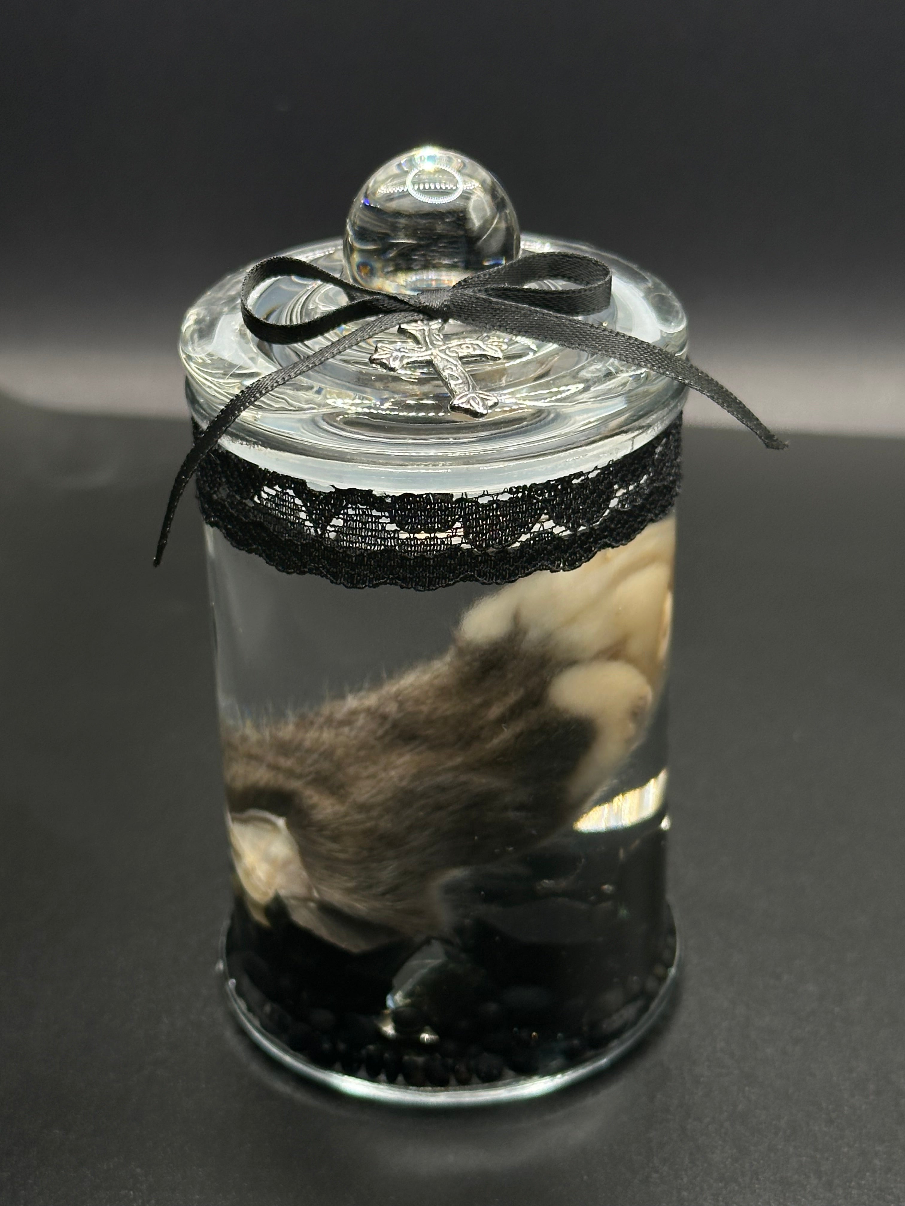Real Kitten Paw Wet Specimen | Handmade Mourning Display | Gothic Oddity Art