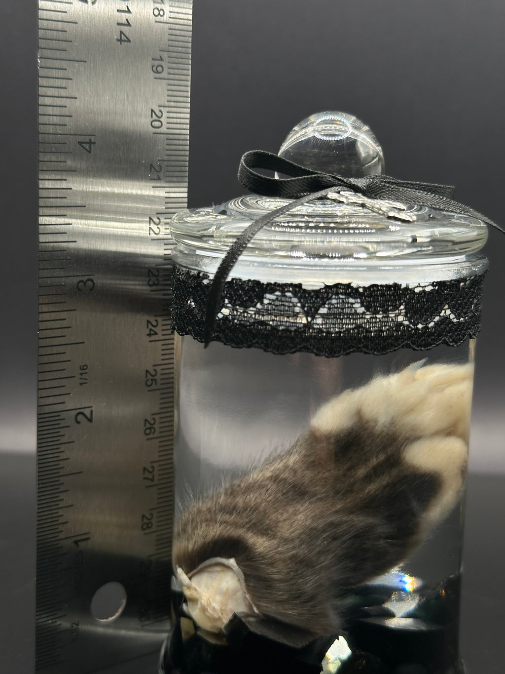 Real Kitten Paw Wet Specimen | Handmade Mourning Display | Gothic Oddity Art
