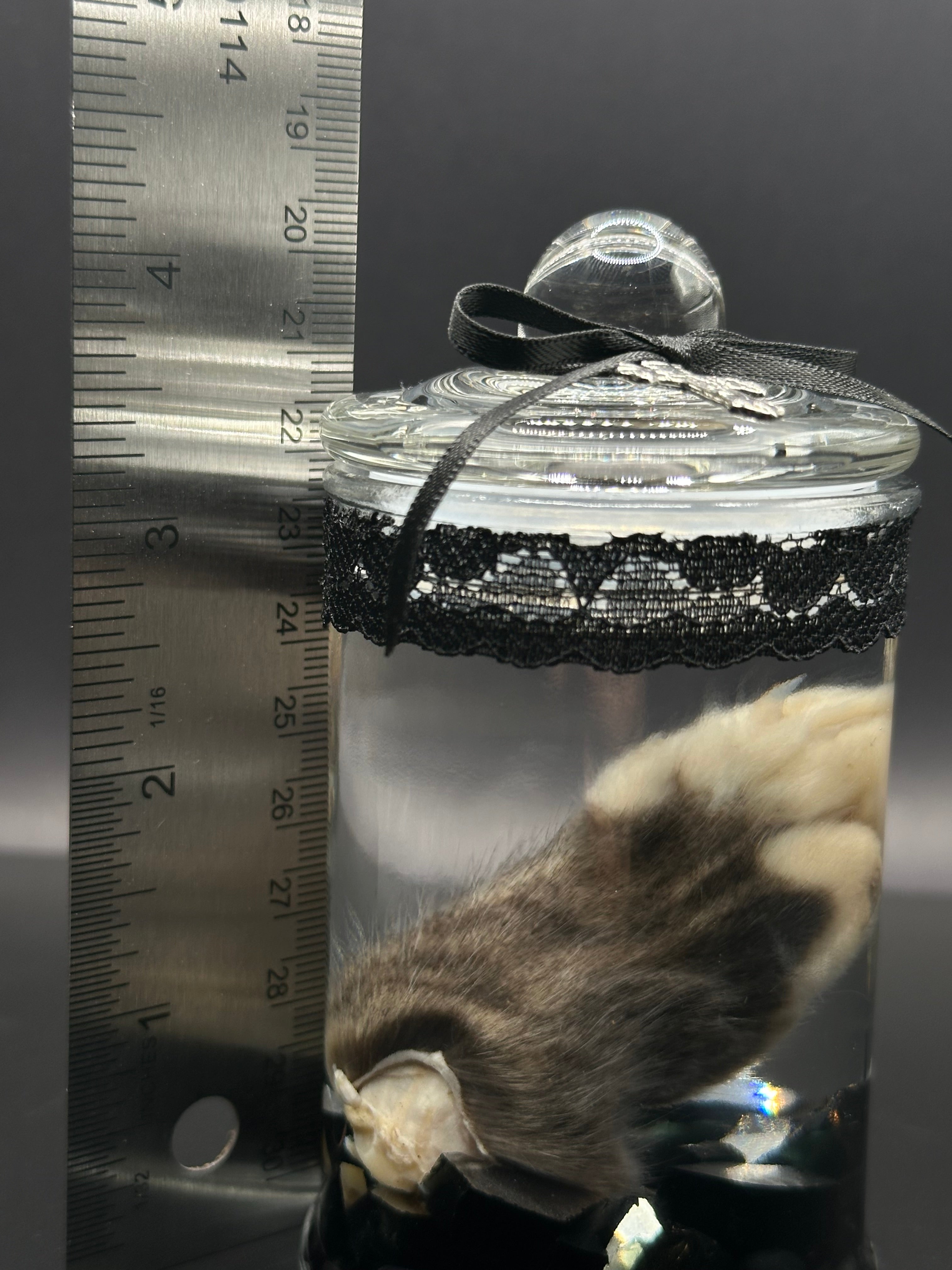 Real Kitten Paw Wet Specimen | Handmade Mourning Display | Gothic Oddity Art