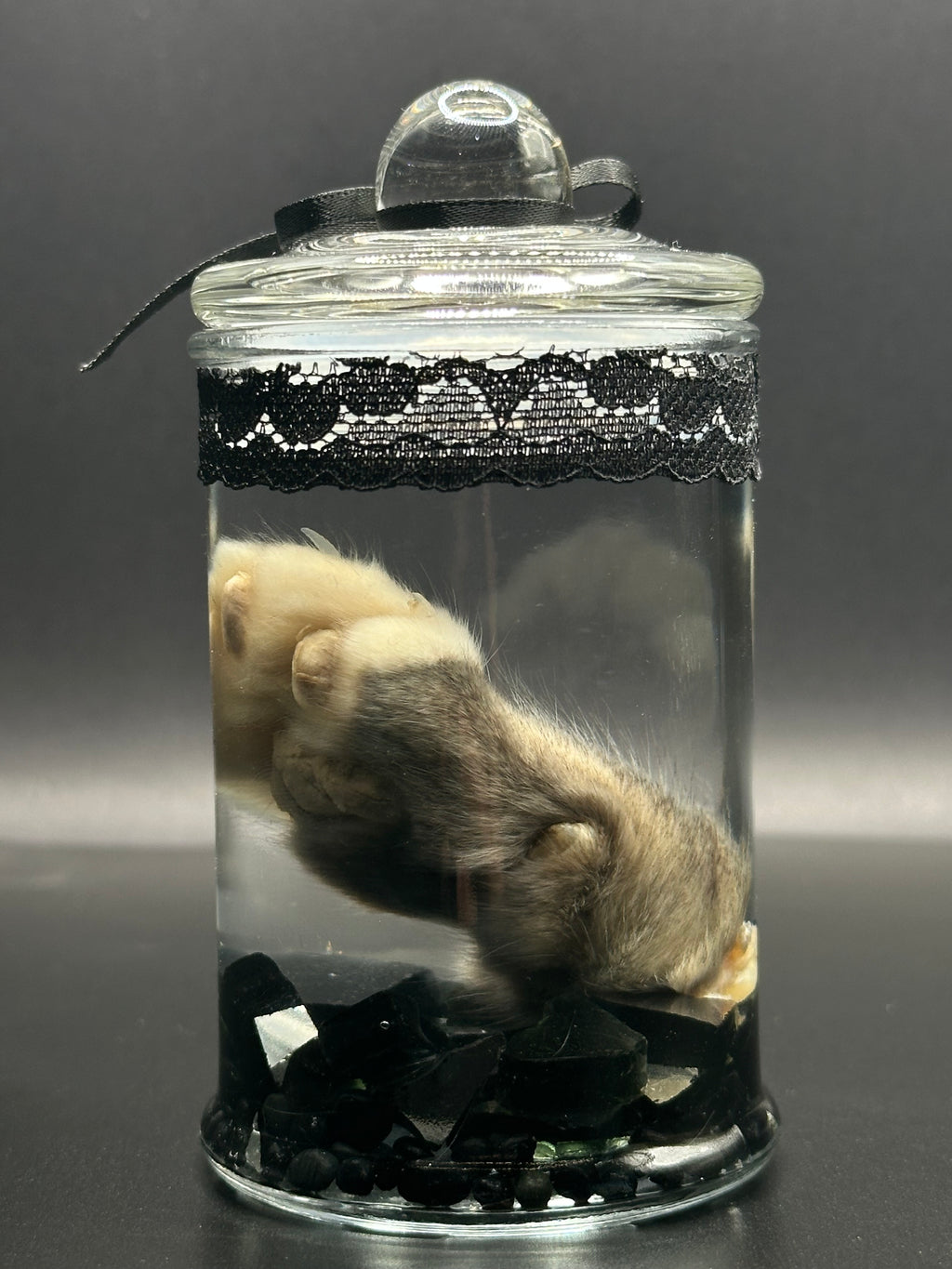 Real Kitten Paw Wet Specimen | Handmade Mourning Display | Gothic Oddity Art
