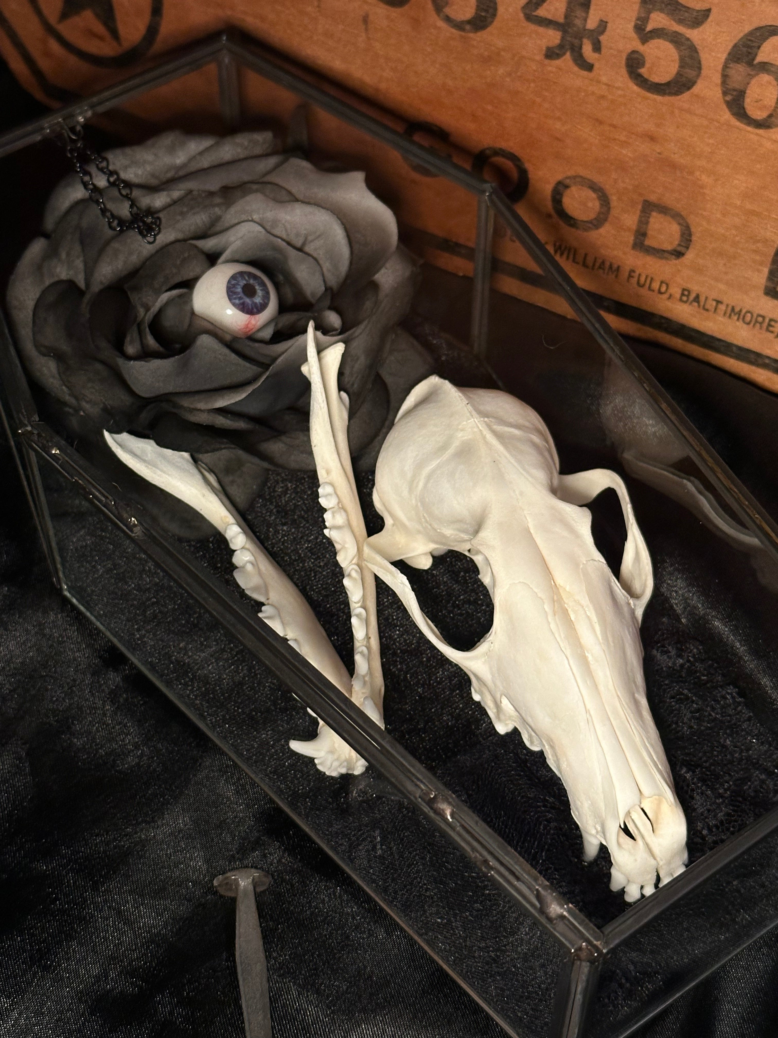 Handmade Glass Coffin Display | Raccoon Skull & Jaw | Genuine Vintage Prosthetic Blue Eye Flower