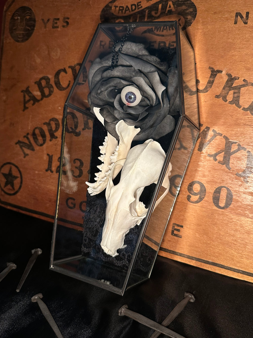 Handmade Glass Coffin Display | Raccoon Skull & Jaw | Genuine Vintage Prosthetic Blue Eye Flower