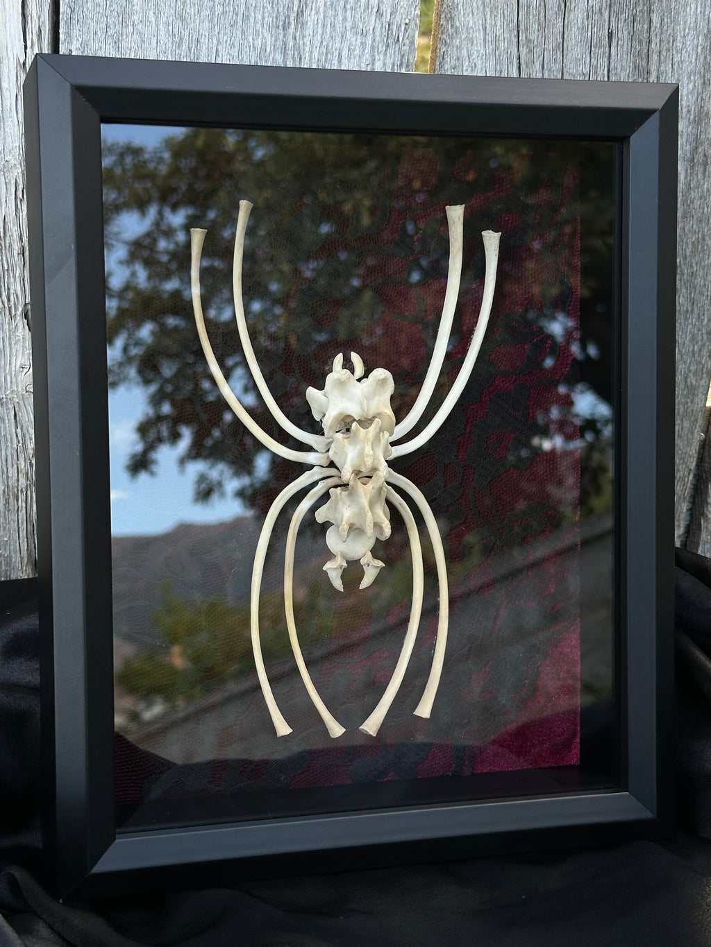 Handmade Bone Spider | Victorian Gothic Shadow Box | Macabre Bone Art