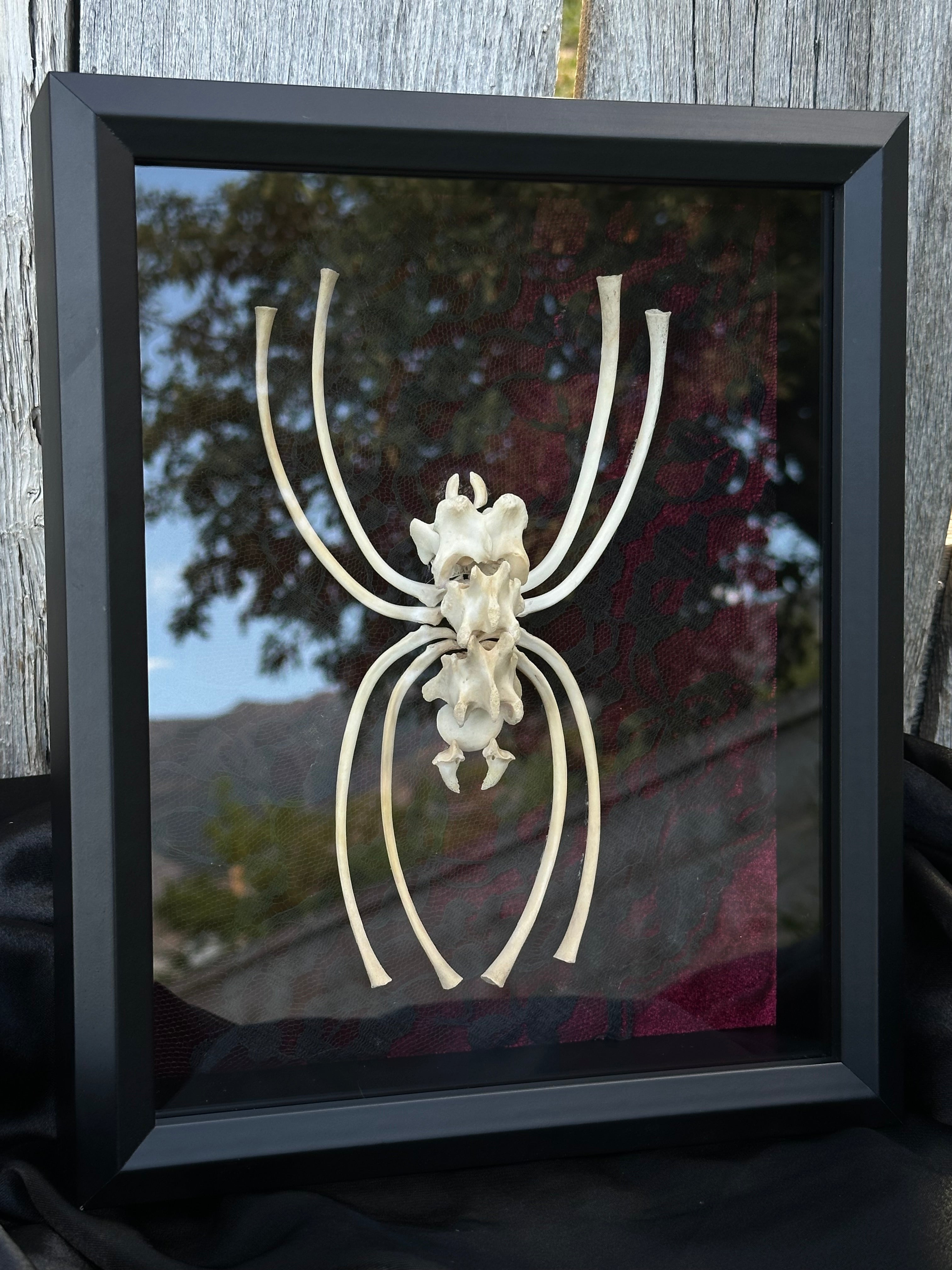 Handmade Bone Spider | Victorian Gothic Shadow Box | Macabre Bone Art