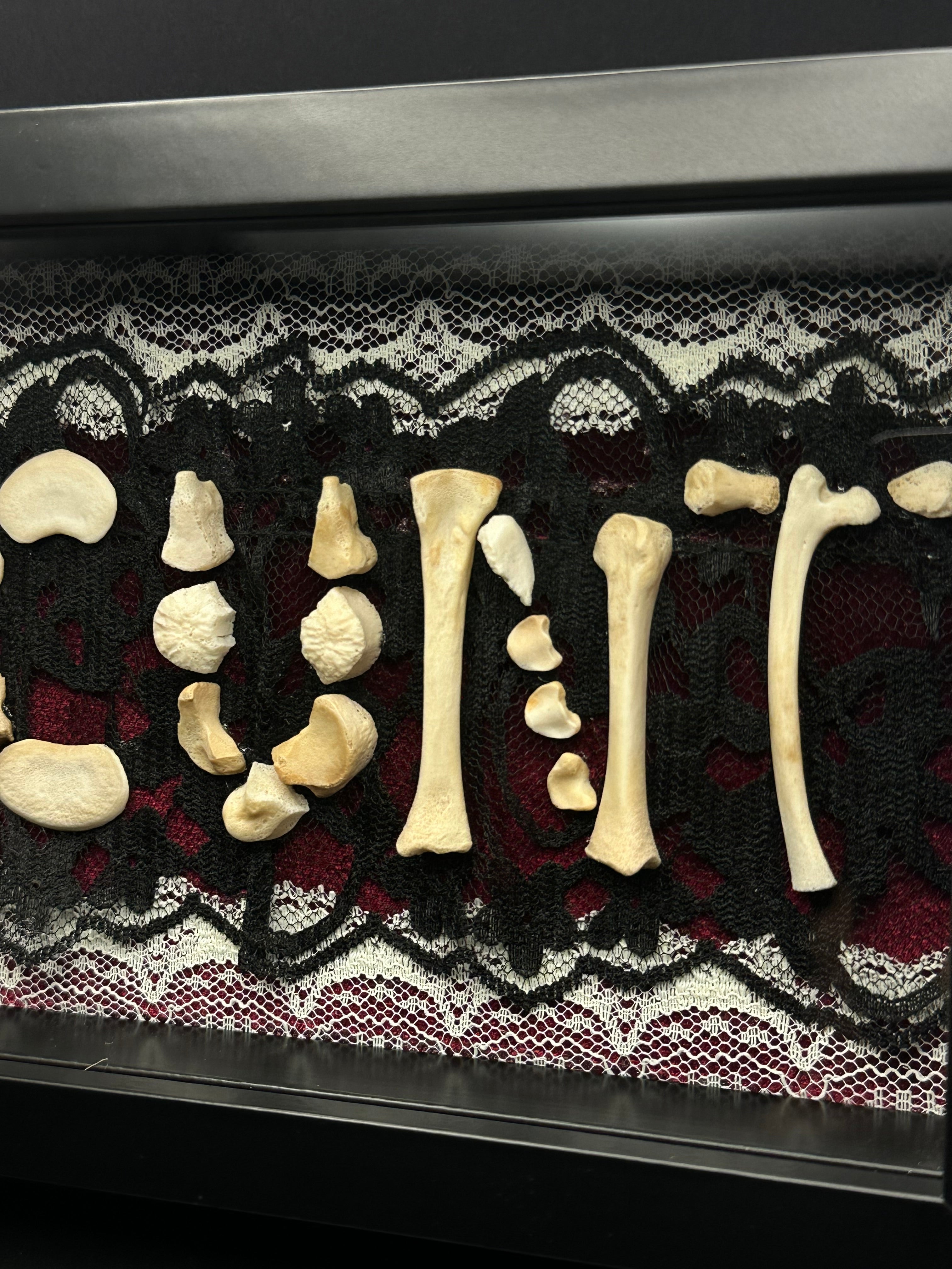 Victorian Bone Display