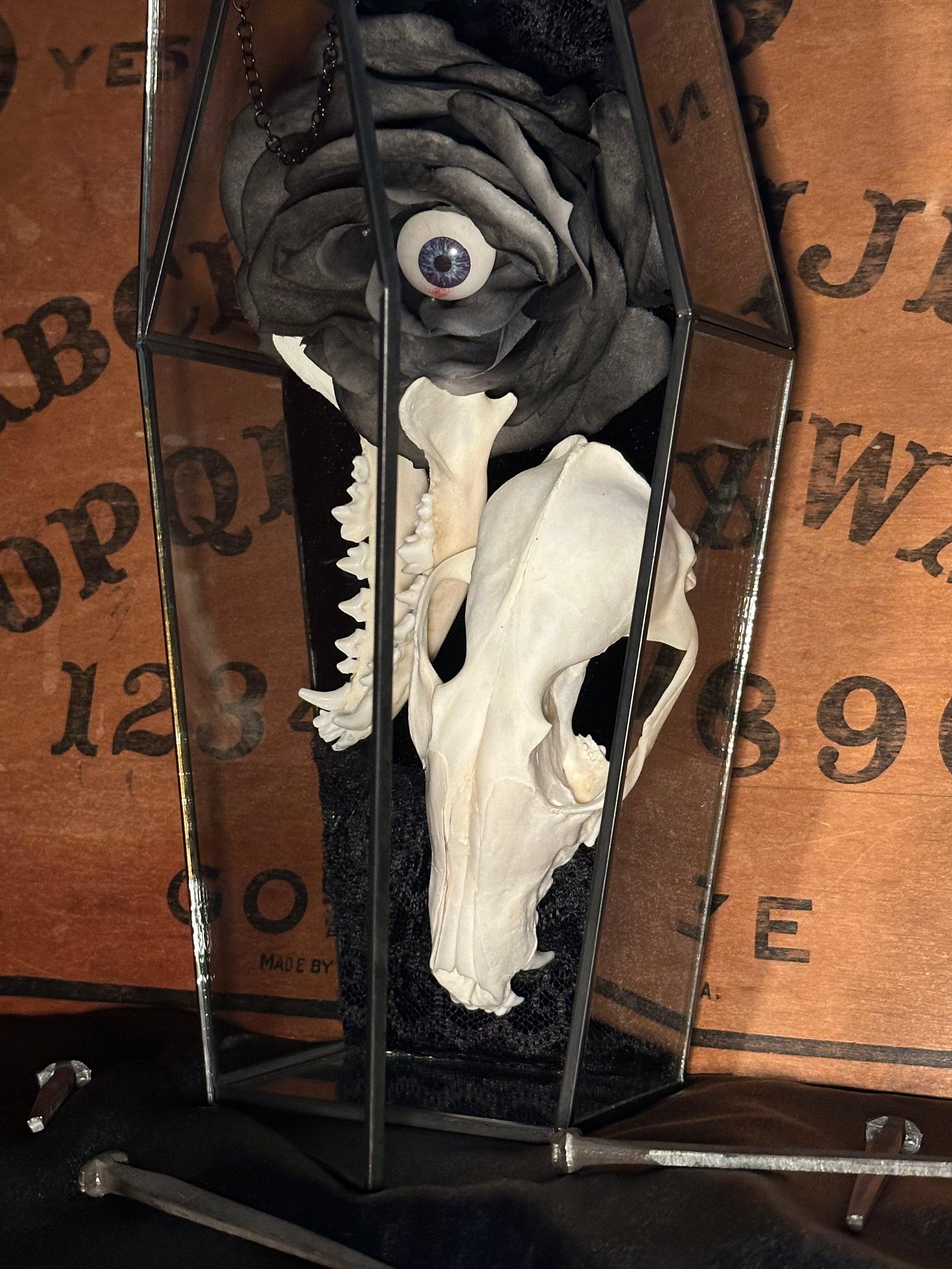 Handmade Glass Coffin Display | Raccoon Skull & Jaw | Genuine Vintage Prosthetic Blue Eye Flower