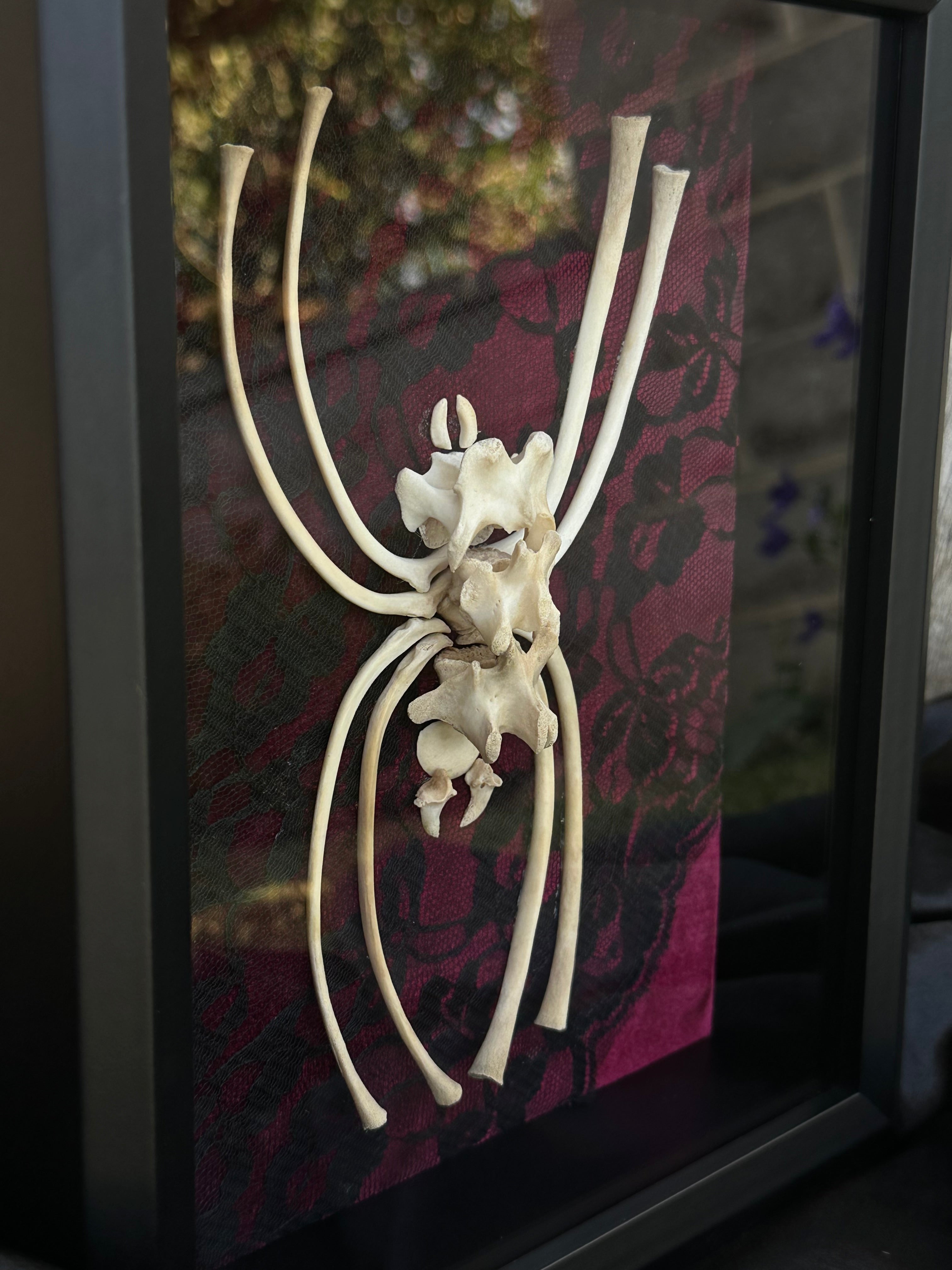Handmade Bone Spider | Victorian Gothic Shadow Box | Macabre Bone Art