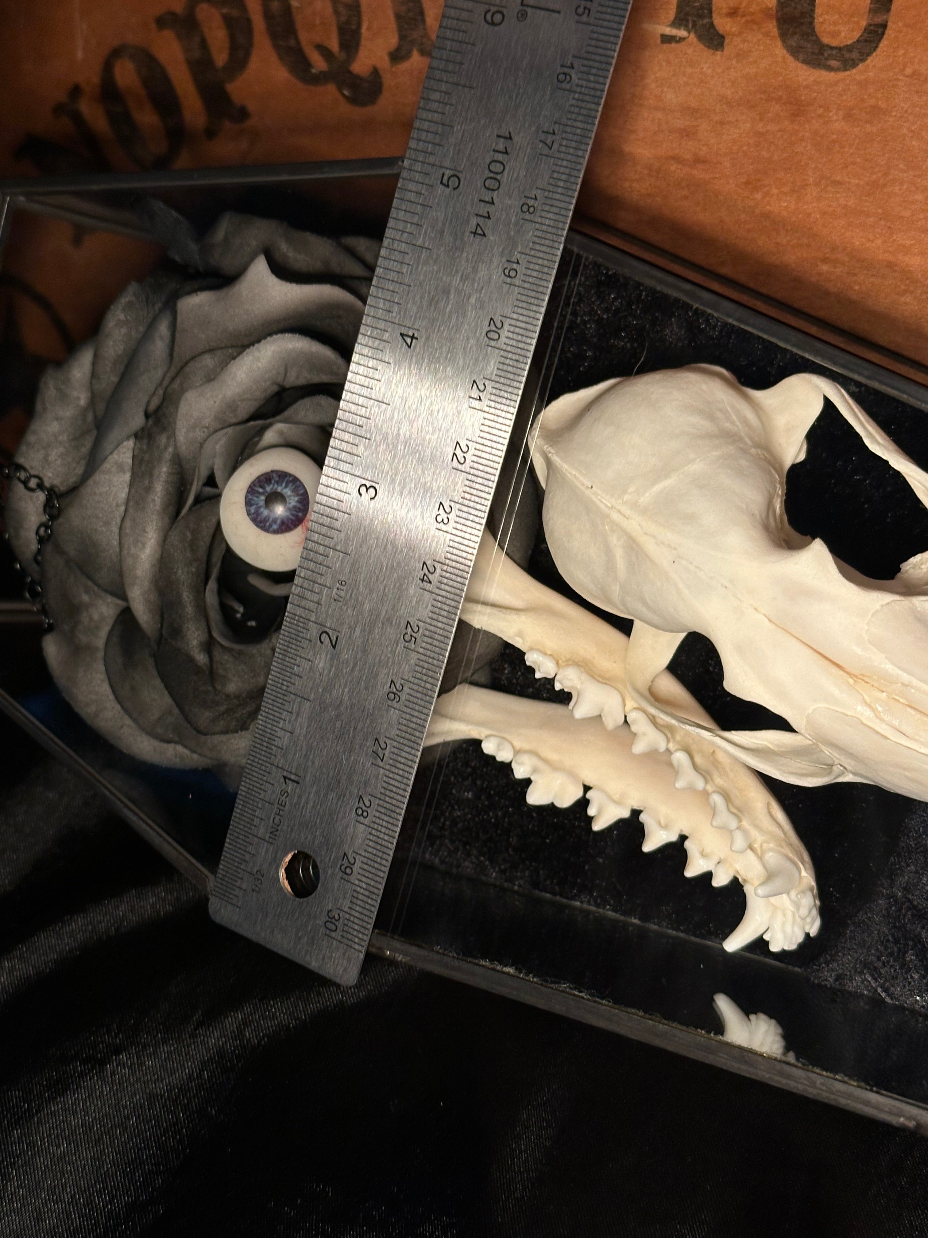 Handmade Glass Coffin Display | Raccoon Skull & Jaw | Genuine Vintage Prosthetic Blue Eye Flower