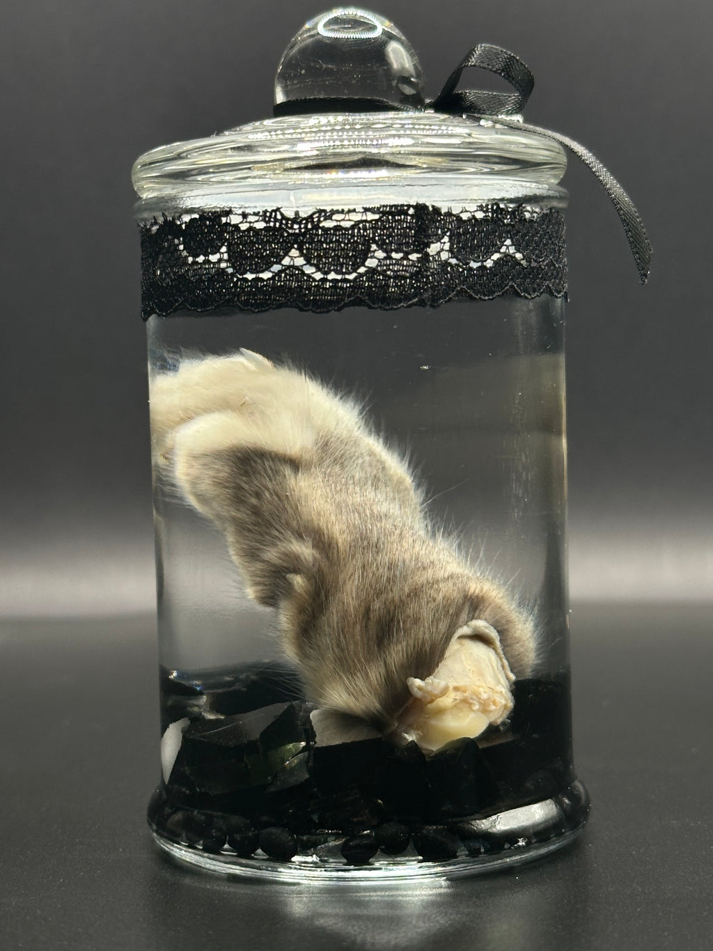 Real Kitten Paw Wet Specimen | Handmade Mourning Display | Gothic Oddity Art