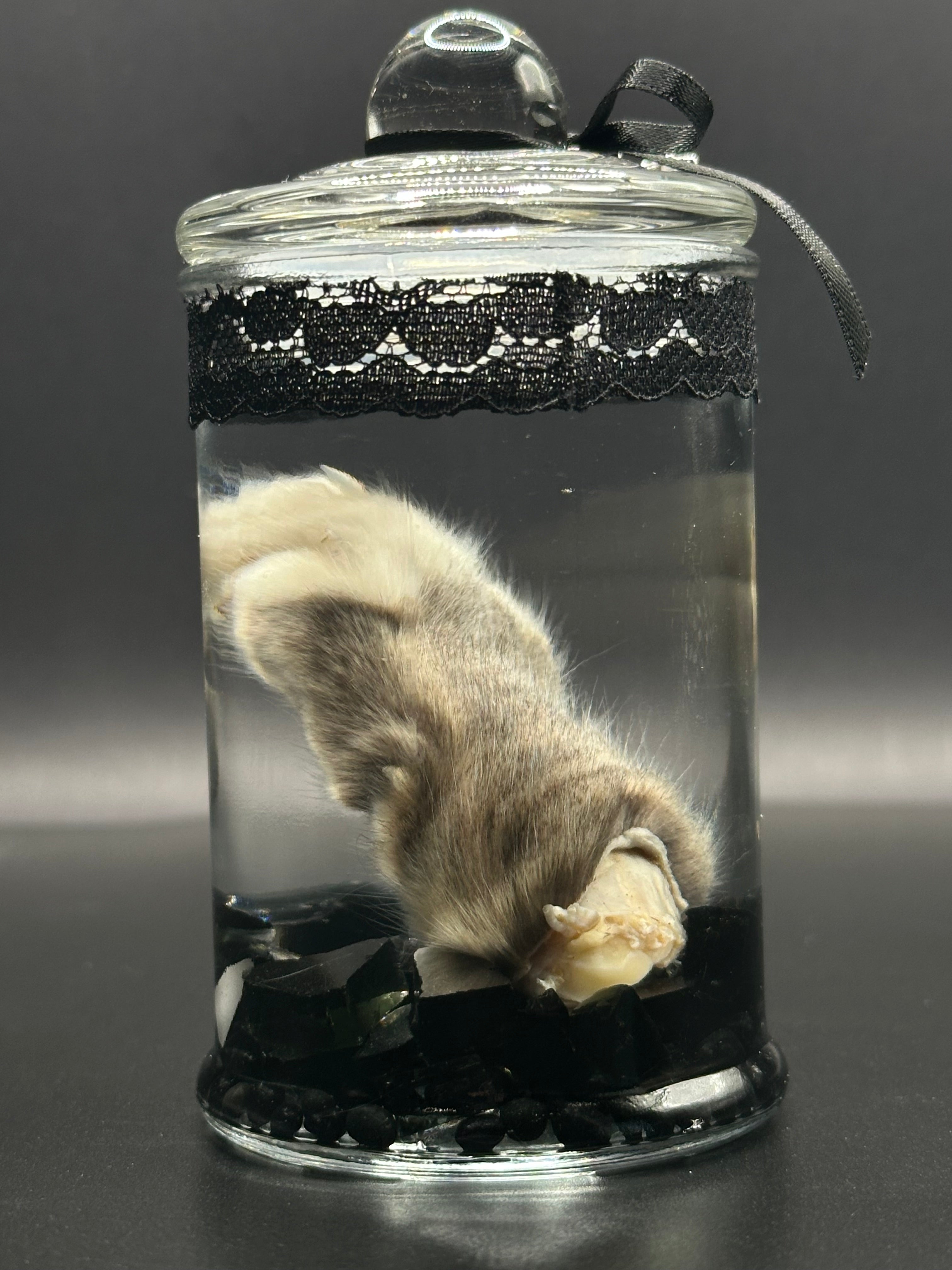 Real Kitten Paw Wet Specimen | Handmade Mourning Display | Gothic Oddity Art