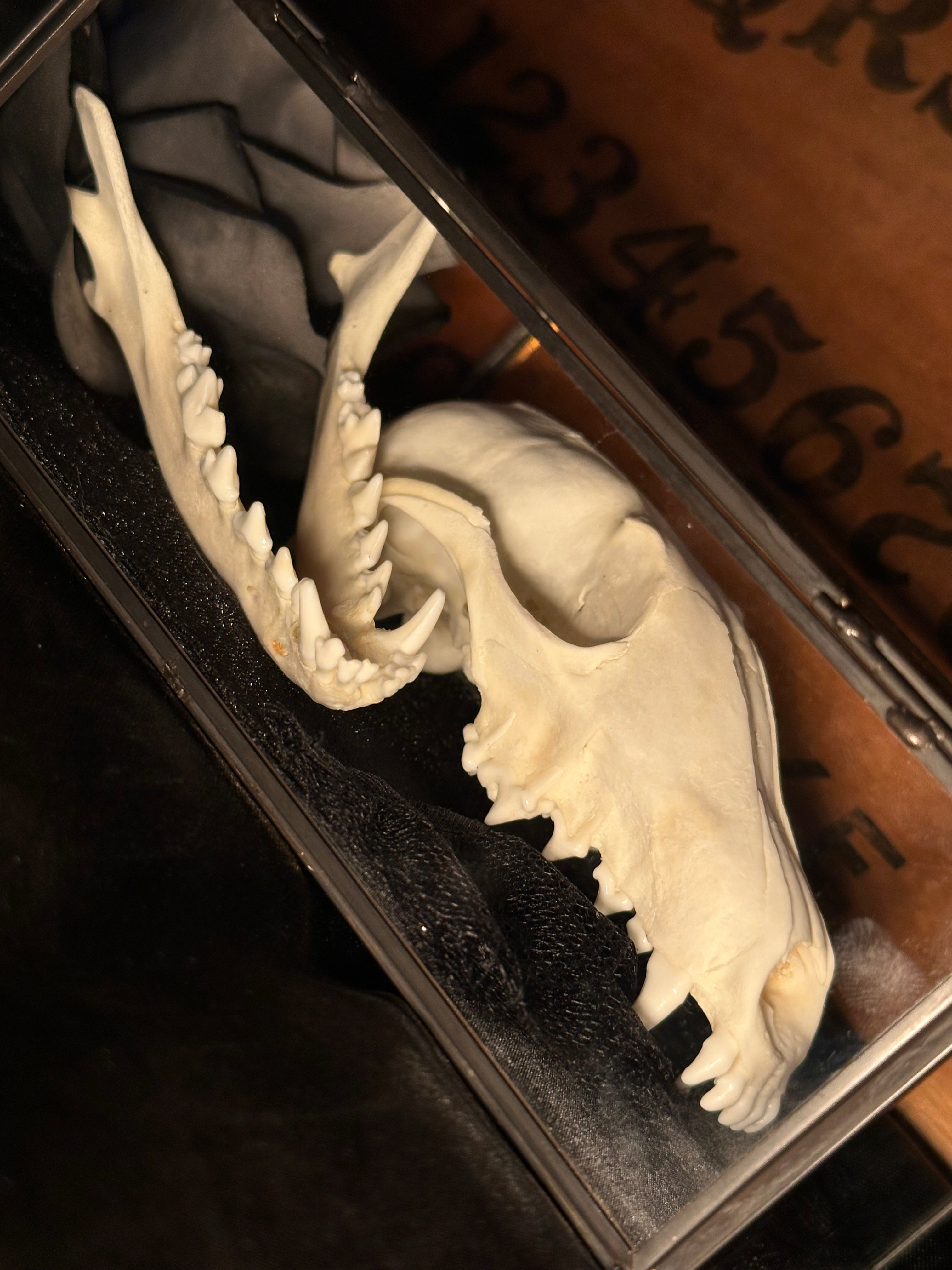 Handmade Glass Coffin Display | Raccoon Skull & Jaw | Genuine Vintage Prosthetic Blue Eye Flower