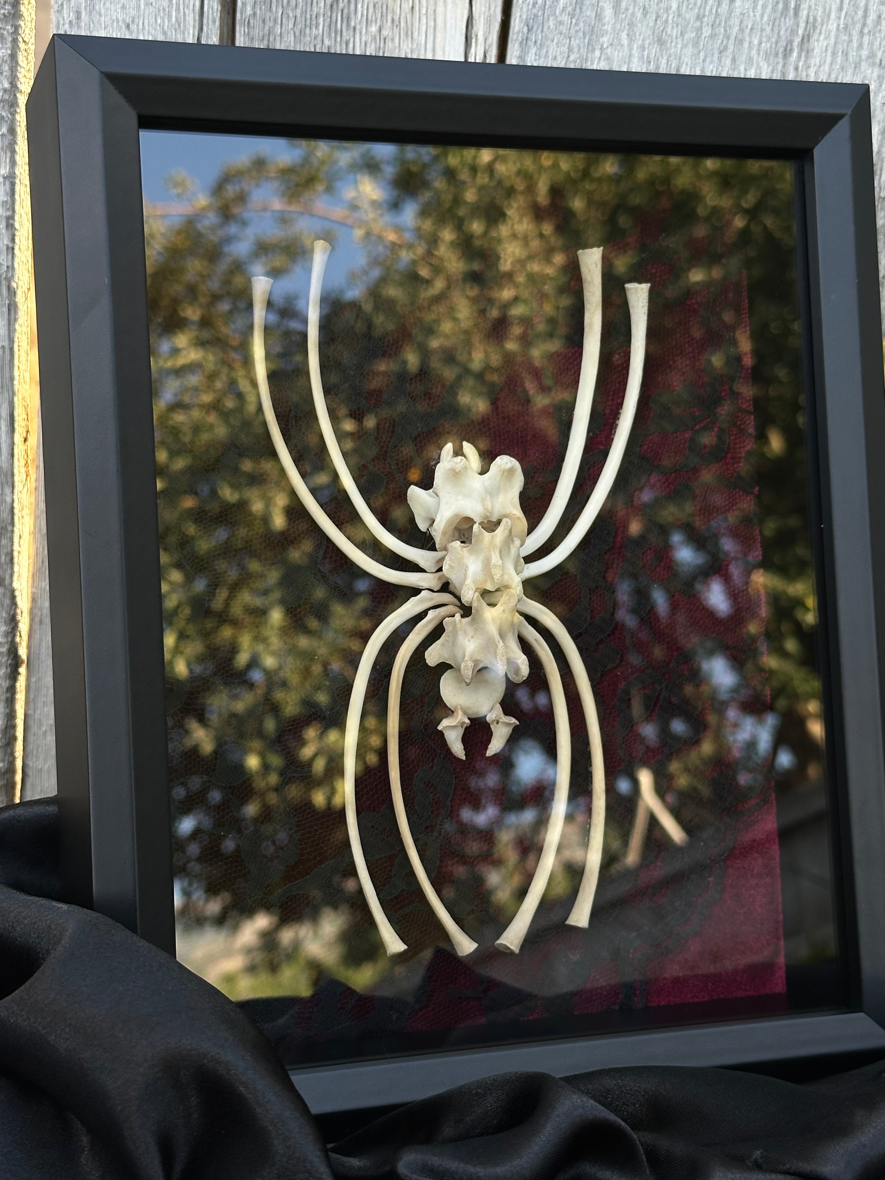 Handmade Bone Spider | Victorian Gothic Shadow Box | Macabre Bone Art