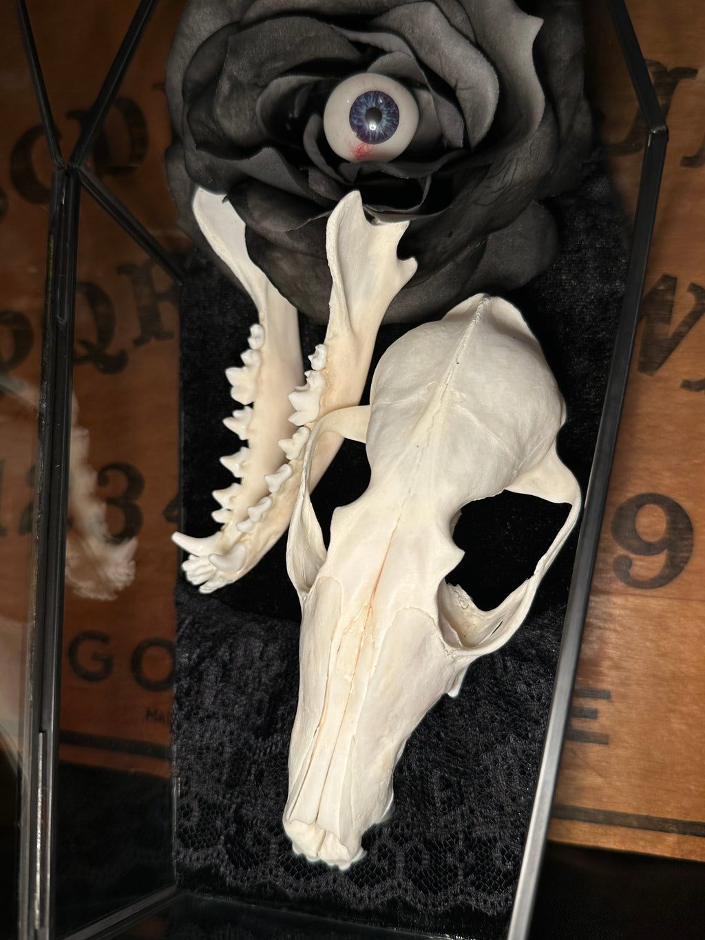 Handmade Glass Coffin Display | Raccoon Skull & Jaw | Genuine Vintage Prosthetic Blue Eye Flower