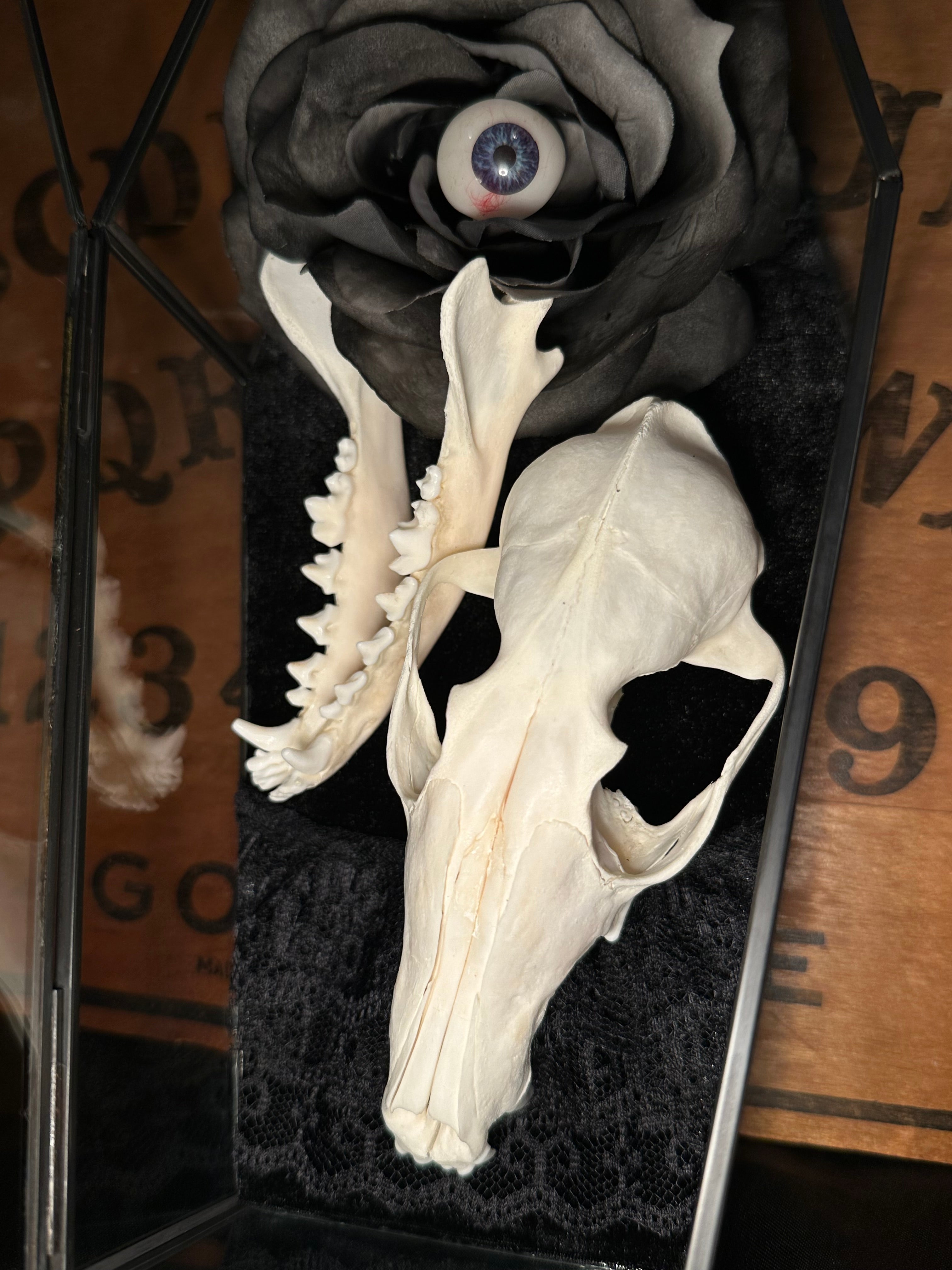 Handmade Glass Coffin Display | Raccoon Skull & Jaw | Genuine Vintage Prosthetic Blue Eye Flower