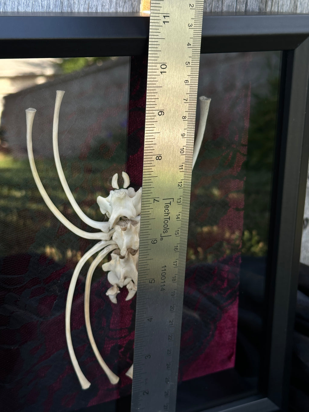 Handmade Bone Spider | Victorian Gothic Shadow Box | Macabre Bone Art