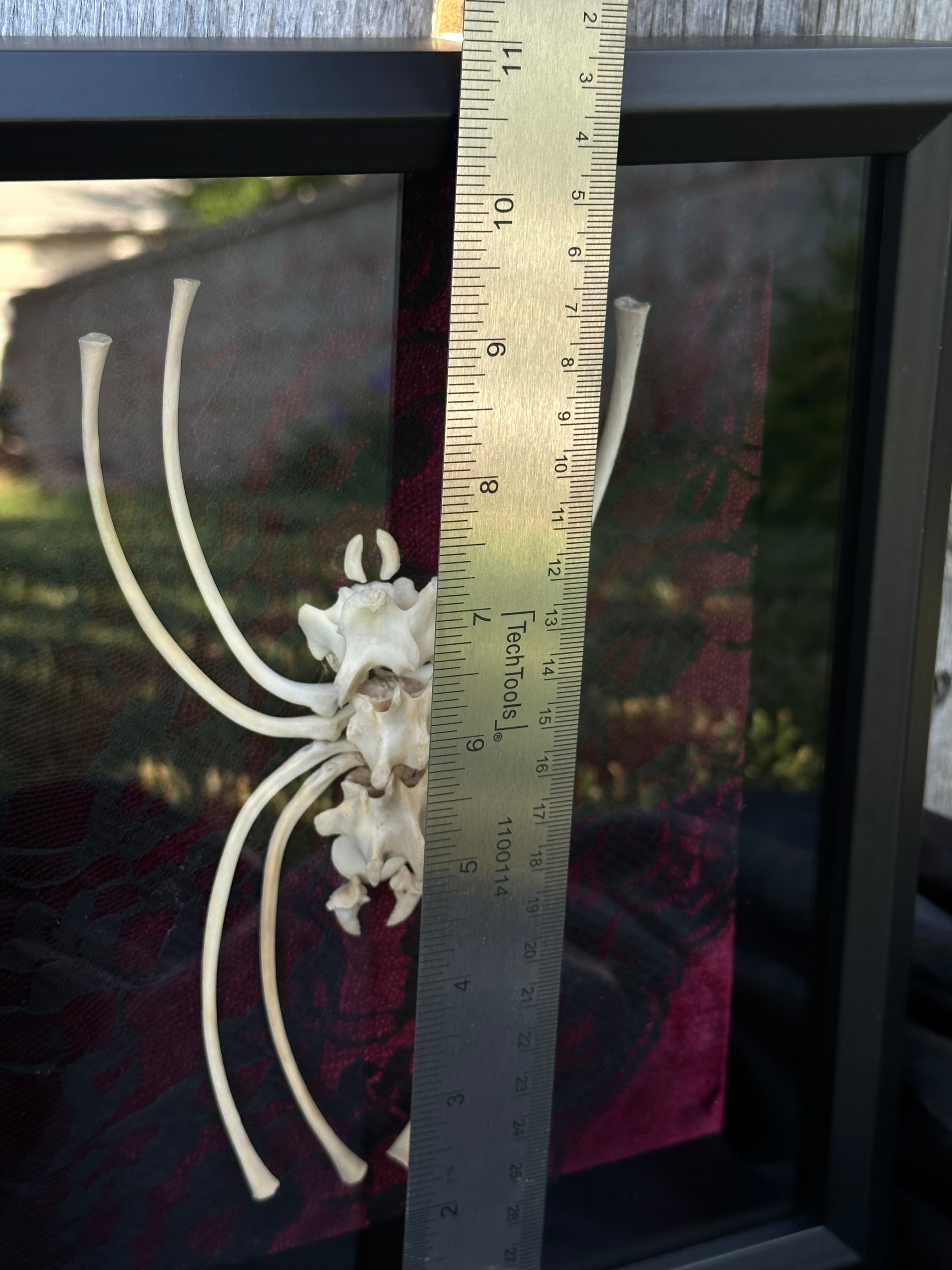Handmade Bone Spider | Victorian Gothic Shadow Box | Macabre Bone Art