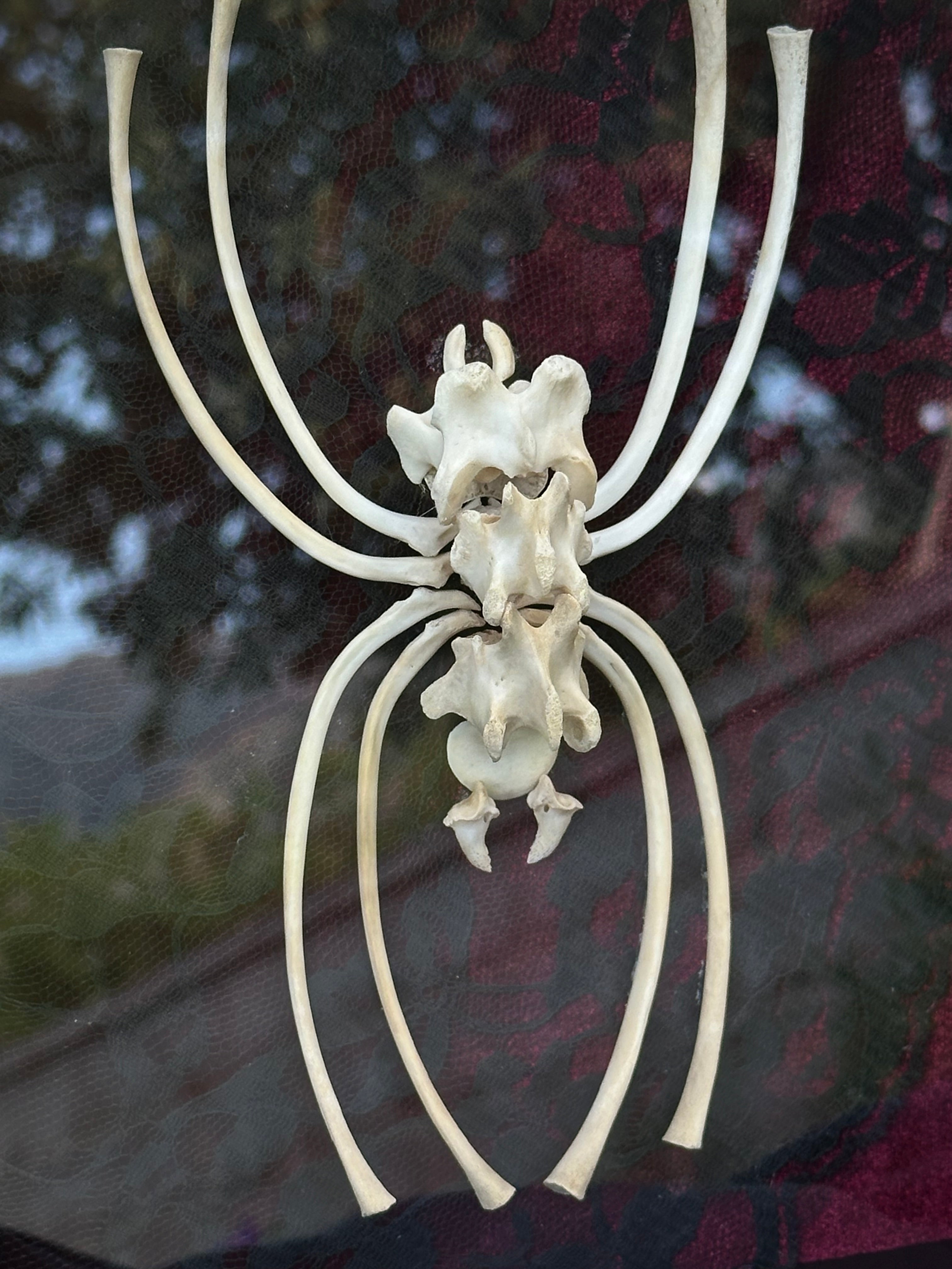 Handmade Bone Spider | Victorian Gothic Shadow Box | Macabre Bone Art
