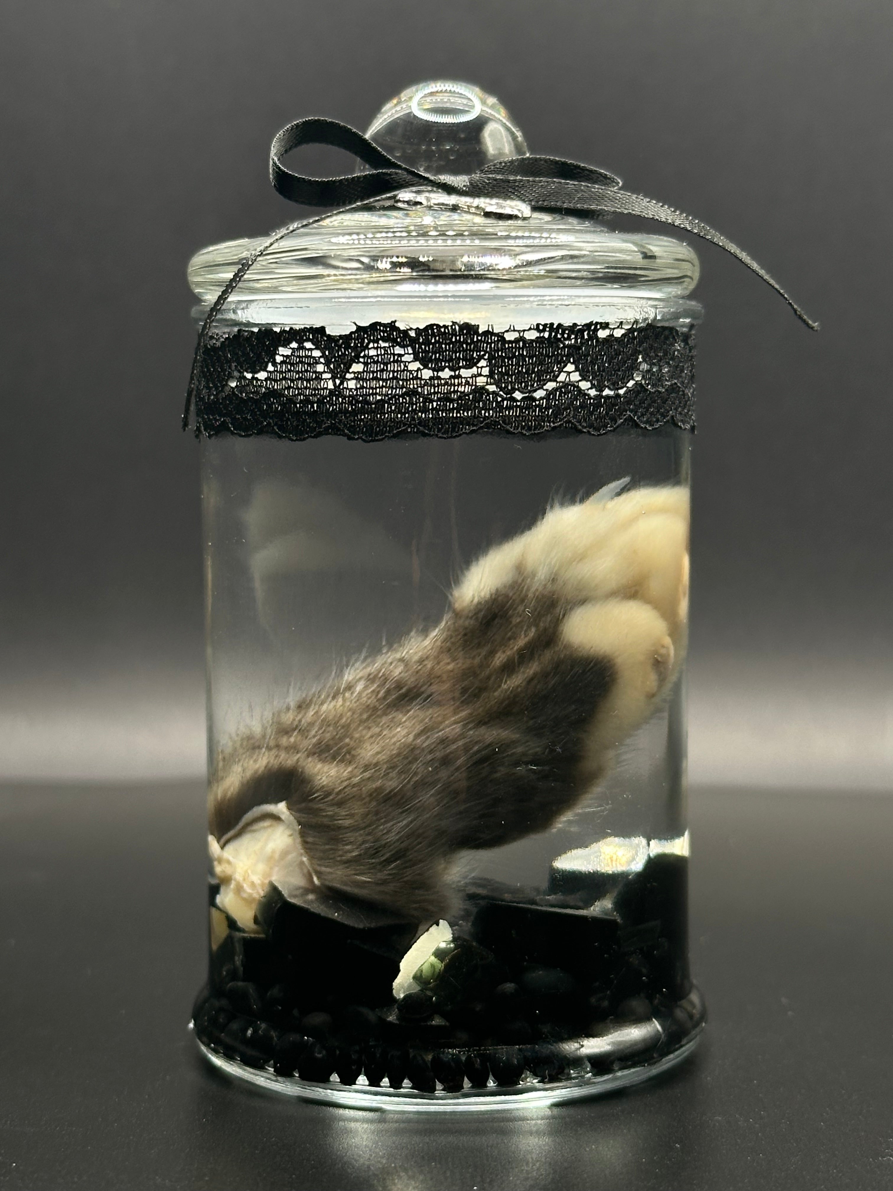 Real Kitten Paw Wet Specimen | Handmade Mourning Display | Gothic Oddity Art