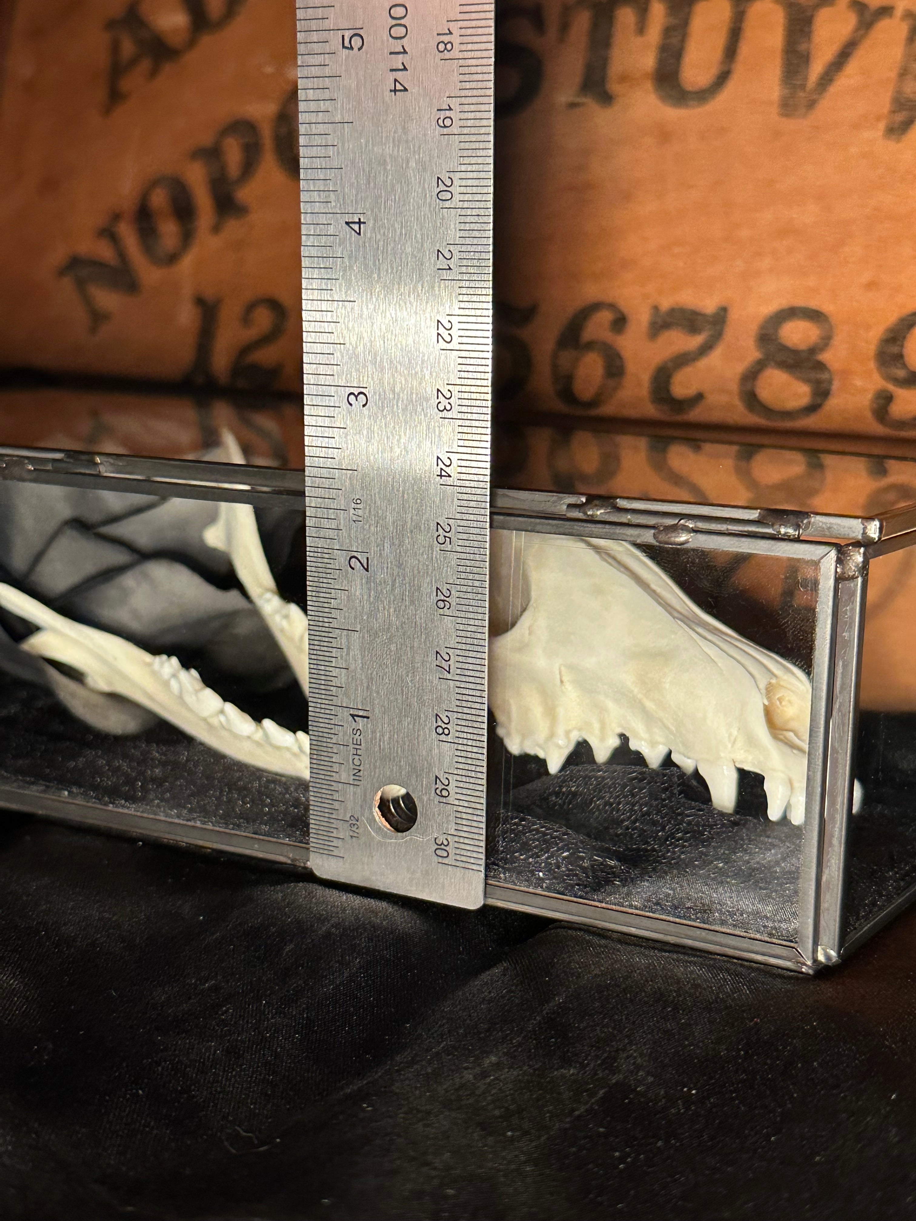 Handmade Glass Coffin Display | Raccoon Skull & Jaw | Genuine Vintage Prosthetic Blue Eye Flower