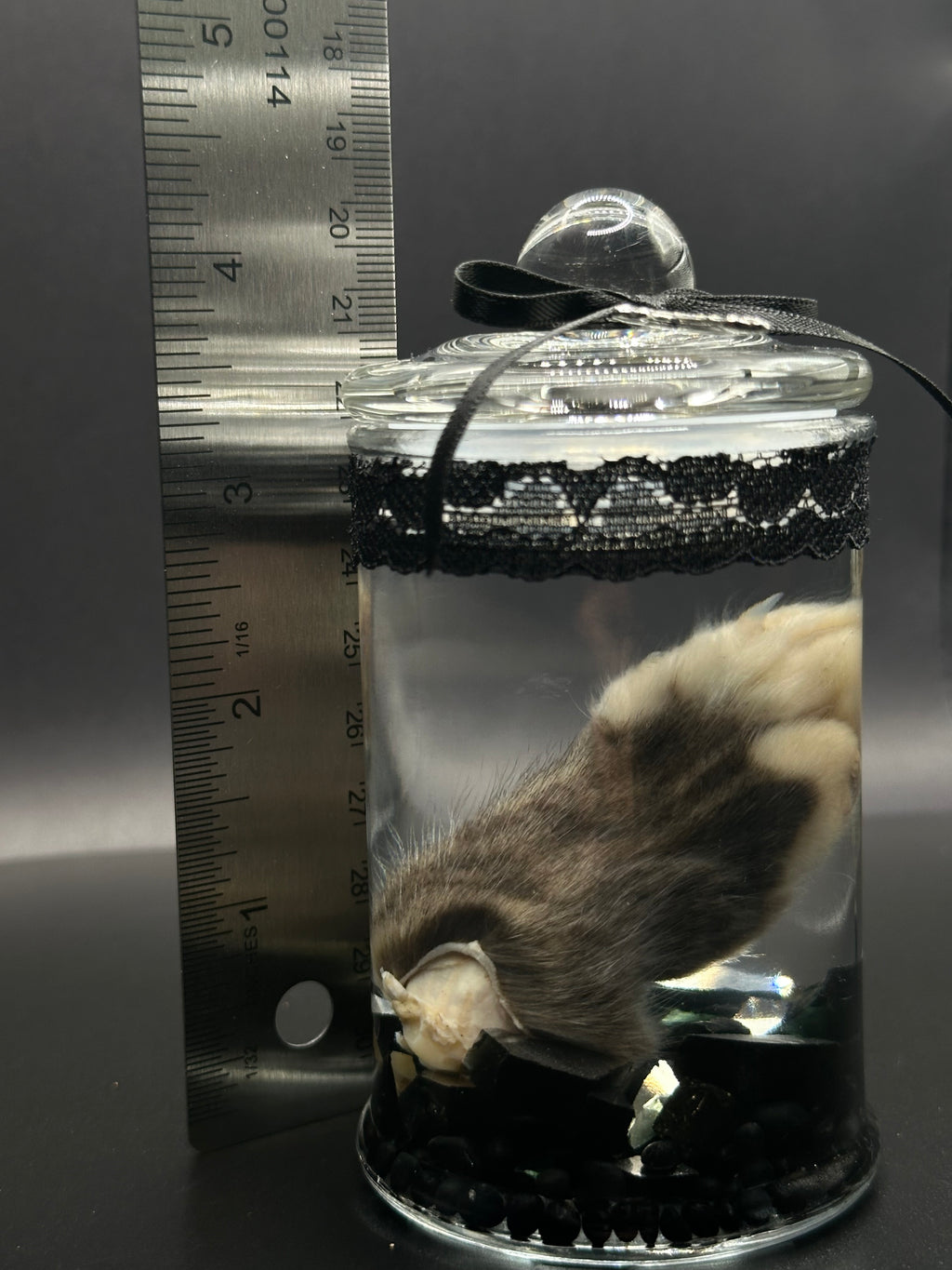 Real Kitten Paw Wet Specimen | Handmade Mourning Display | Gothic Oddity Art