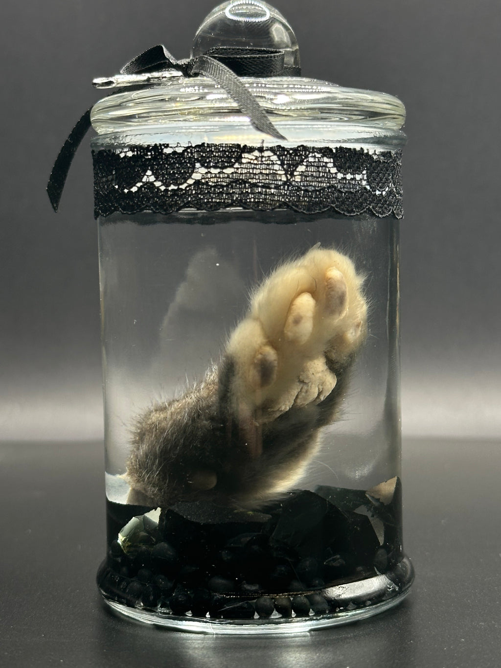 Real Kitten Paw Wet Specimen | Handmade Mourning Display | Gothic Oddity Art