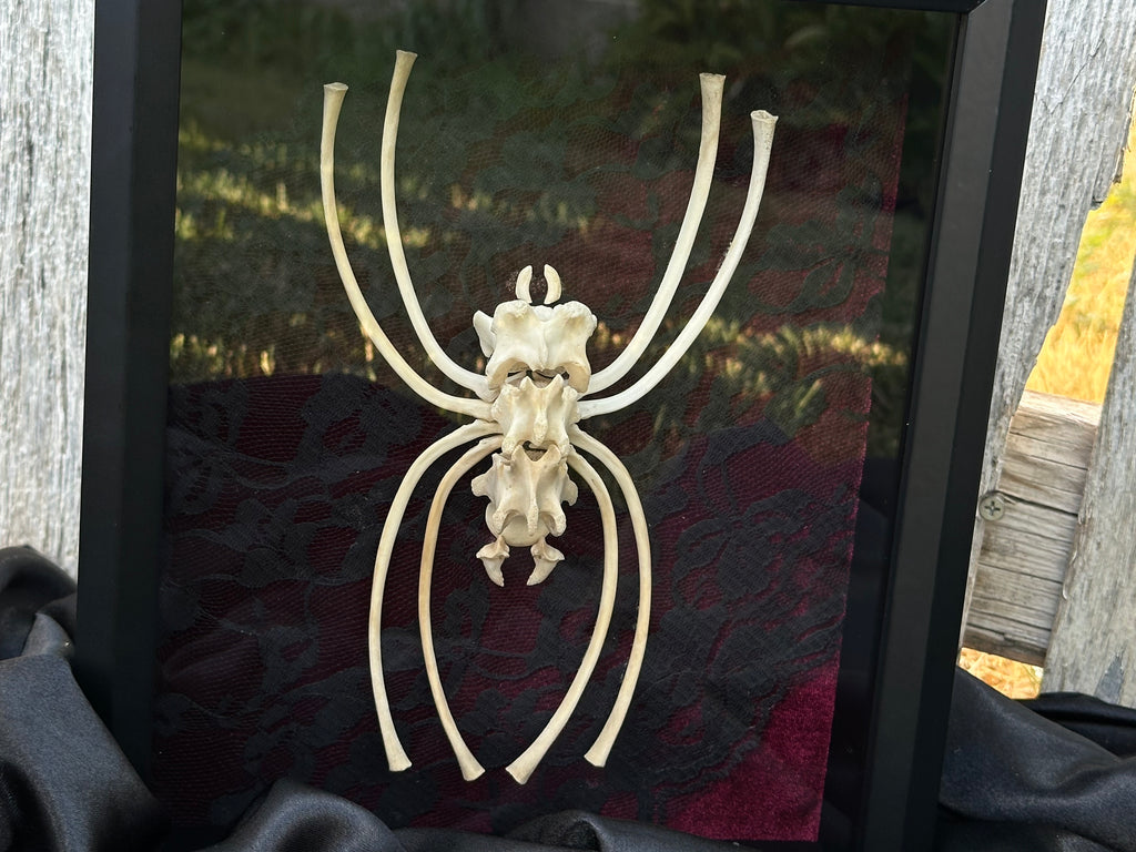 Handmade Bone Spider | Victorian Gothic Shadow Box | Macabre Bone Art