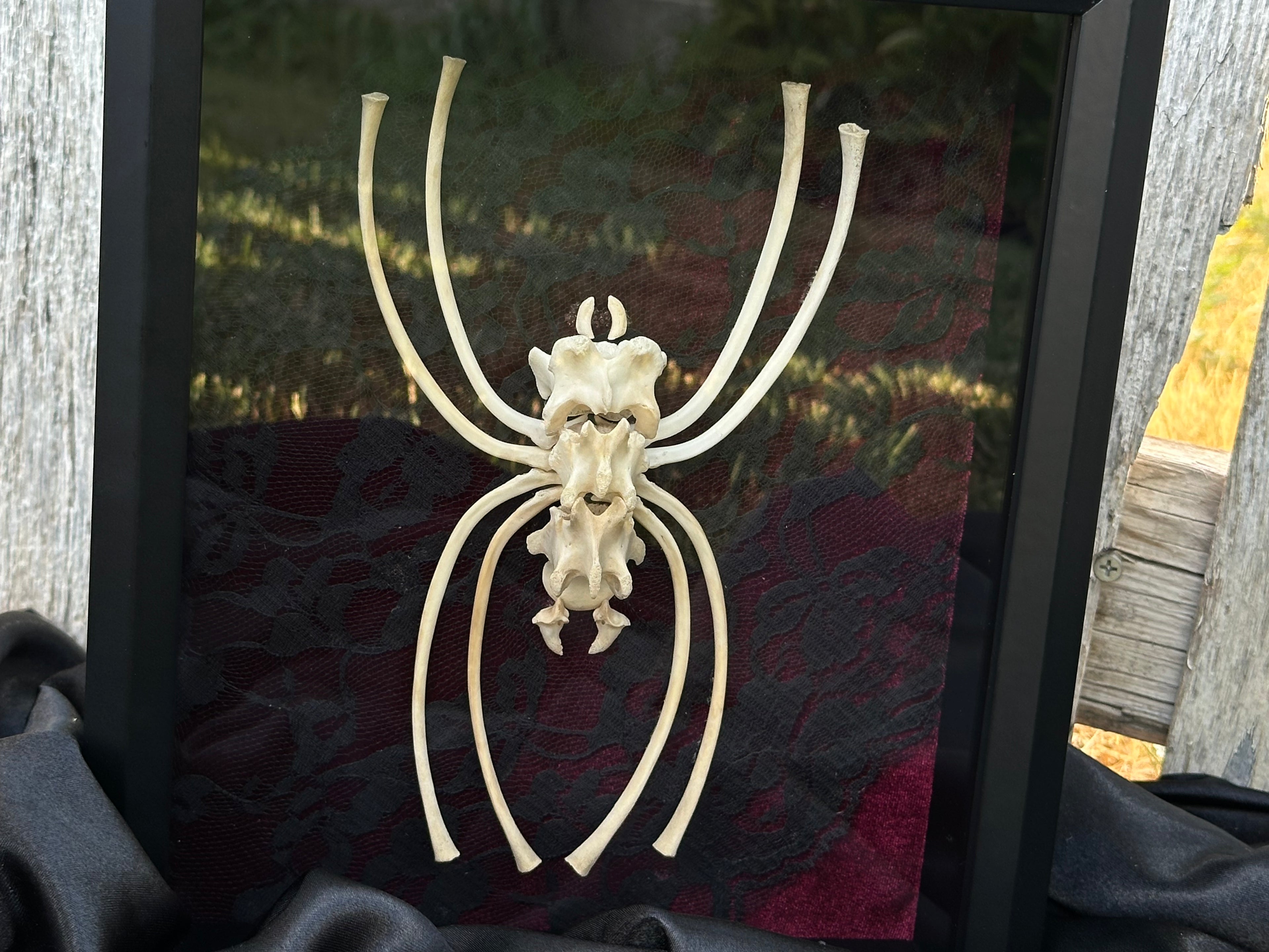 Handmade Bone Spider | Victorian Gothic Shadow Box | Macabre Bone Art