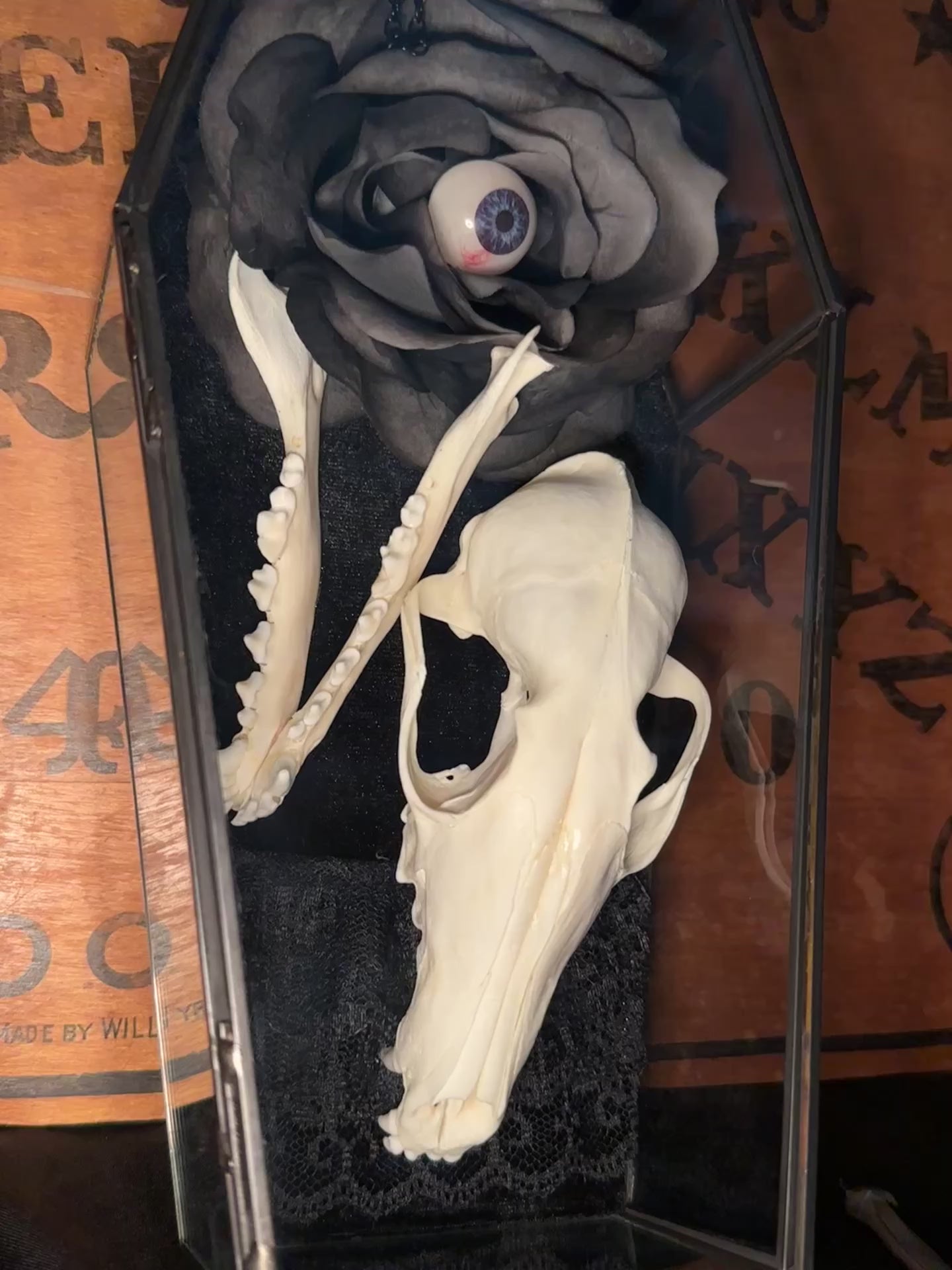 Handmade Glass Coffin Display | Raccoon Skull & Jaw | Genuine Vintage Prosthetic Blue Eye Flower