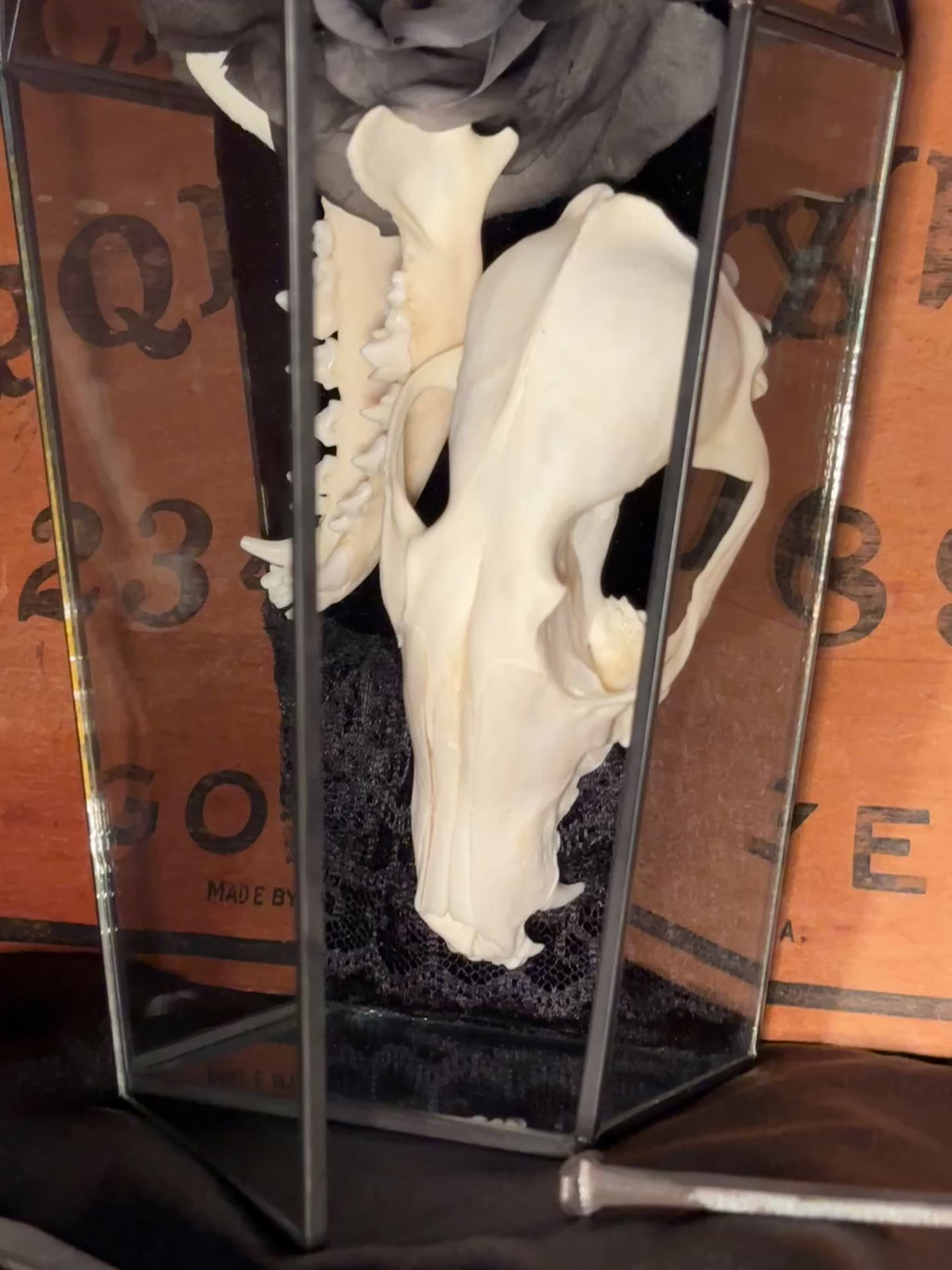 Handmade Glass Coffin Display | Raccoon Skull & Jaw | Genuine Vintage Prosthetic Blue Eye Flower