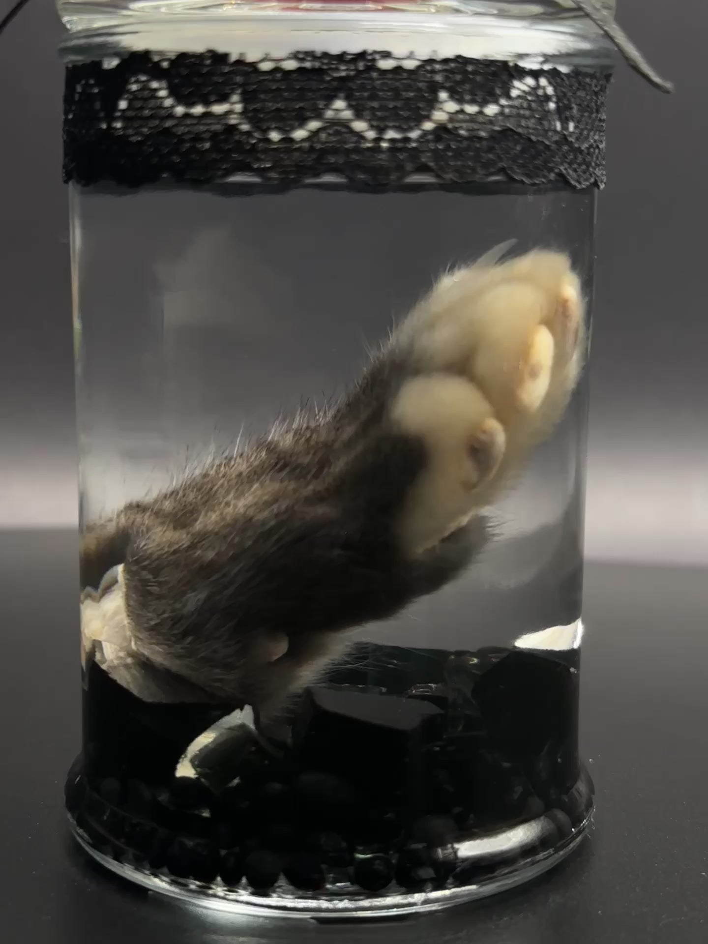 Real Kitten Paw Wet Specimen | Handmade Mourning Display | Gothic Oddity Art