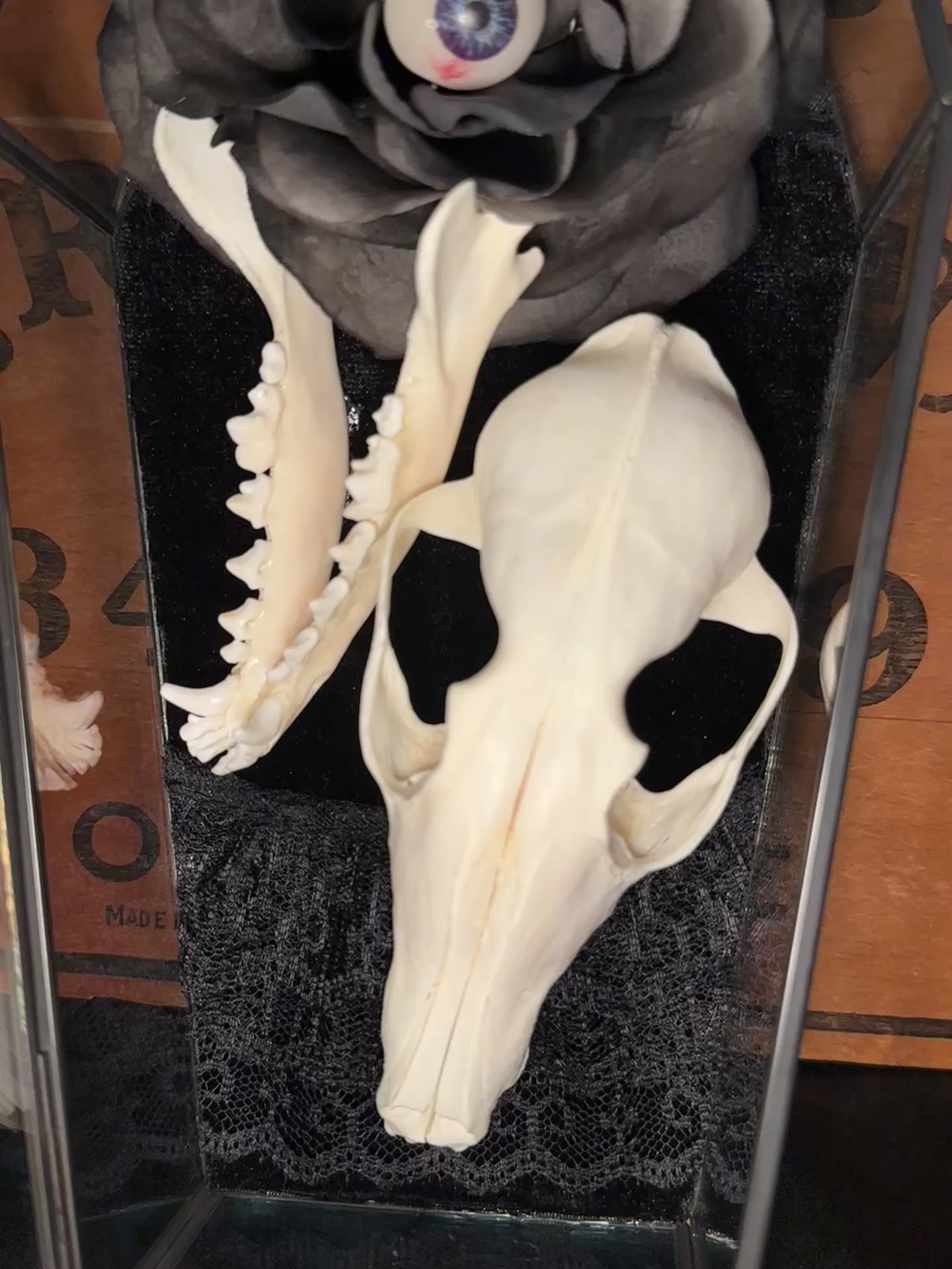 Handmade Glass Coffin Display | Raccoon Skull & Jaw | Genuine Vintage Prosthetic Blue Eye Flower