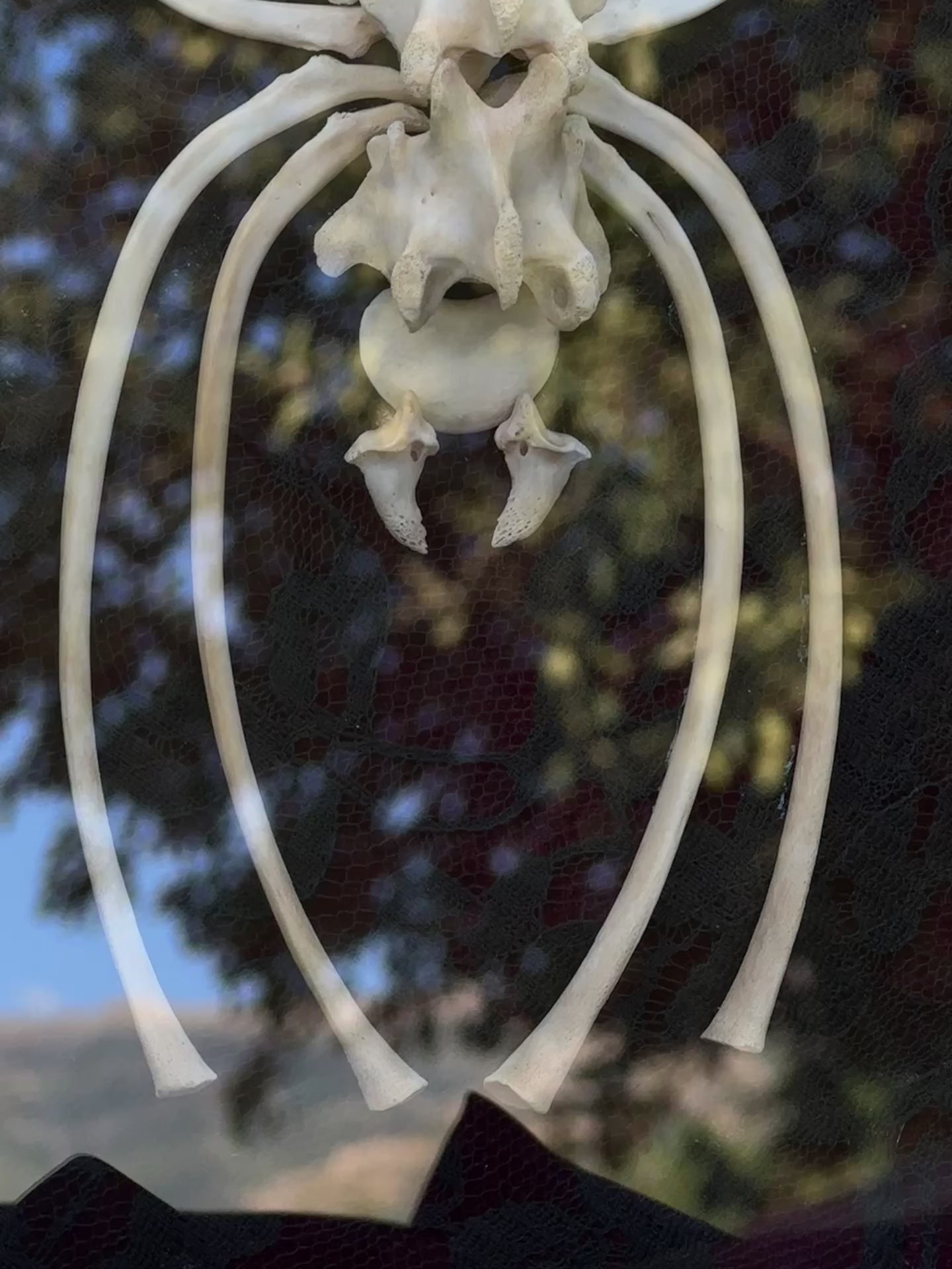 Handmade Bone Spider | Victorian Gothic Shadow Box | Macabre Bone Art