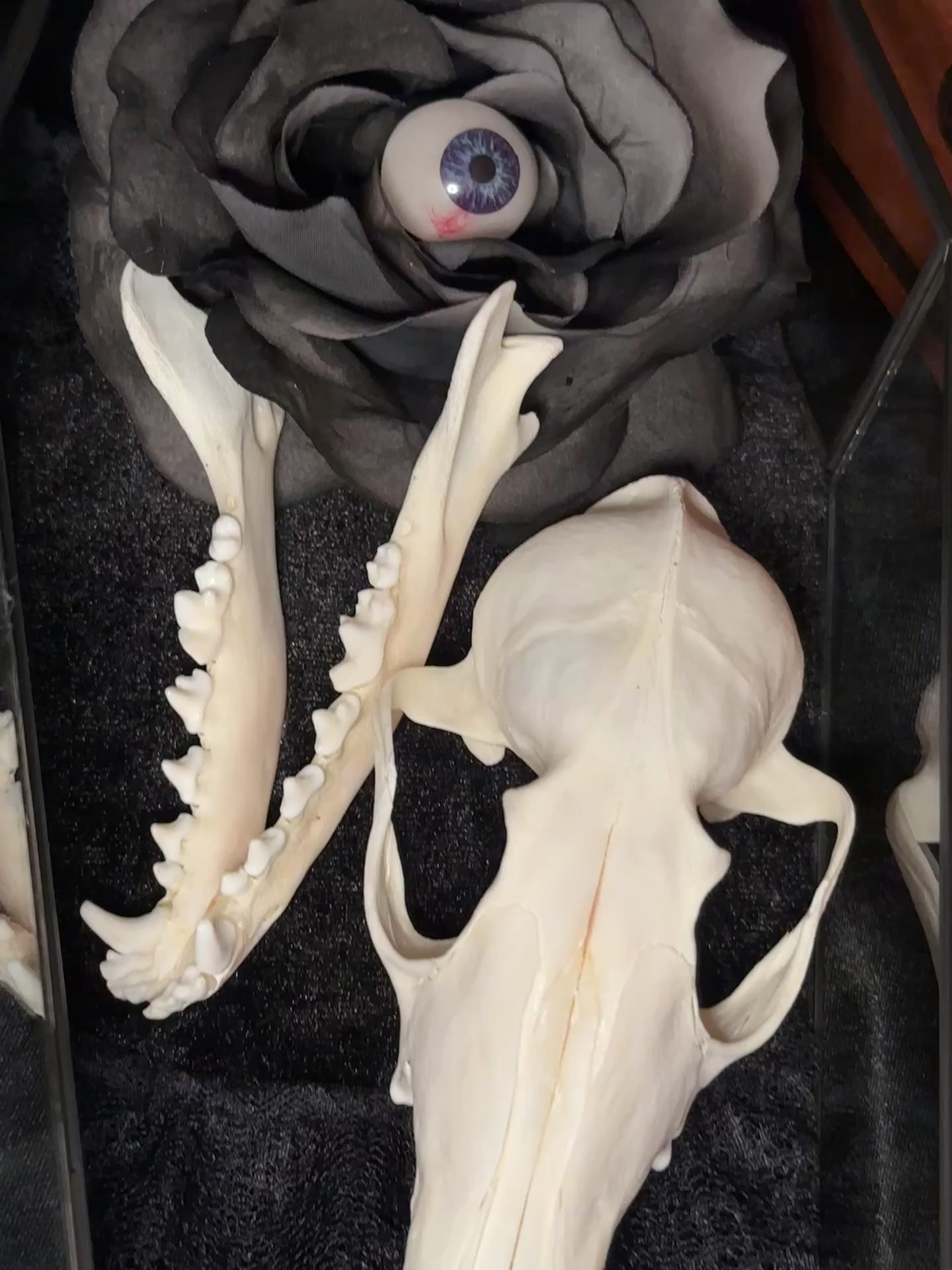 Handmade Glass Coffin Display | Raccoon Skull & Jaw | Genuine Vintage Prosthetic Blue Eye Flower