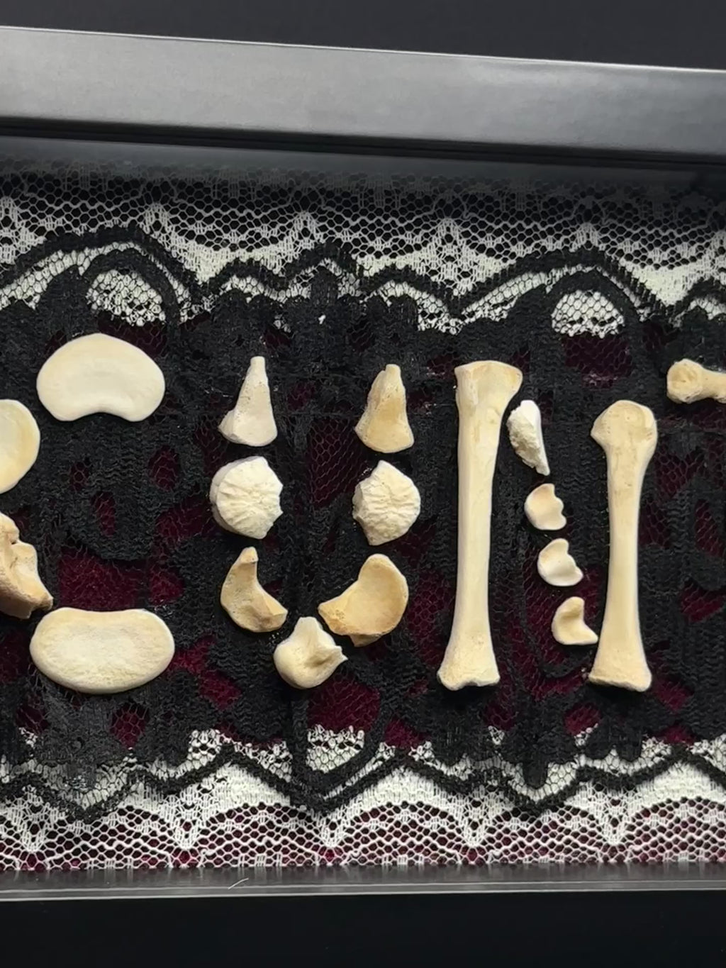 Victorian Bone Display